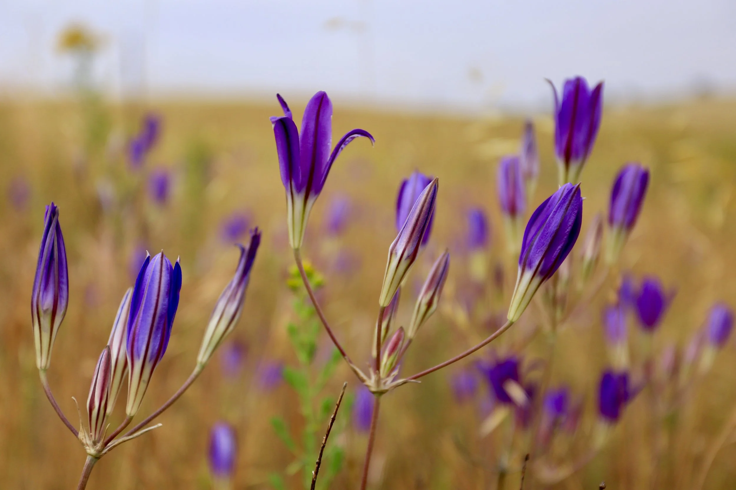 Purple Petals