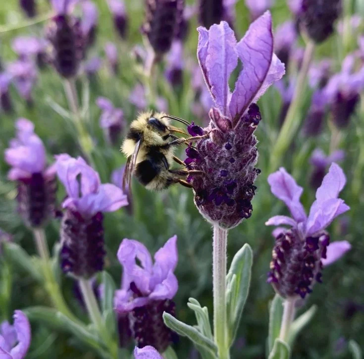 Buzzing Around Lavender