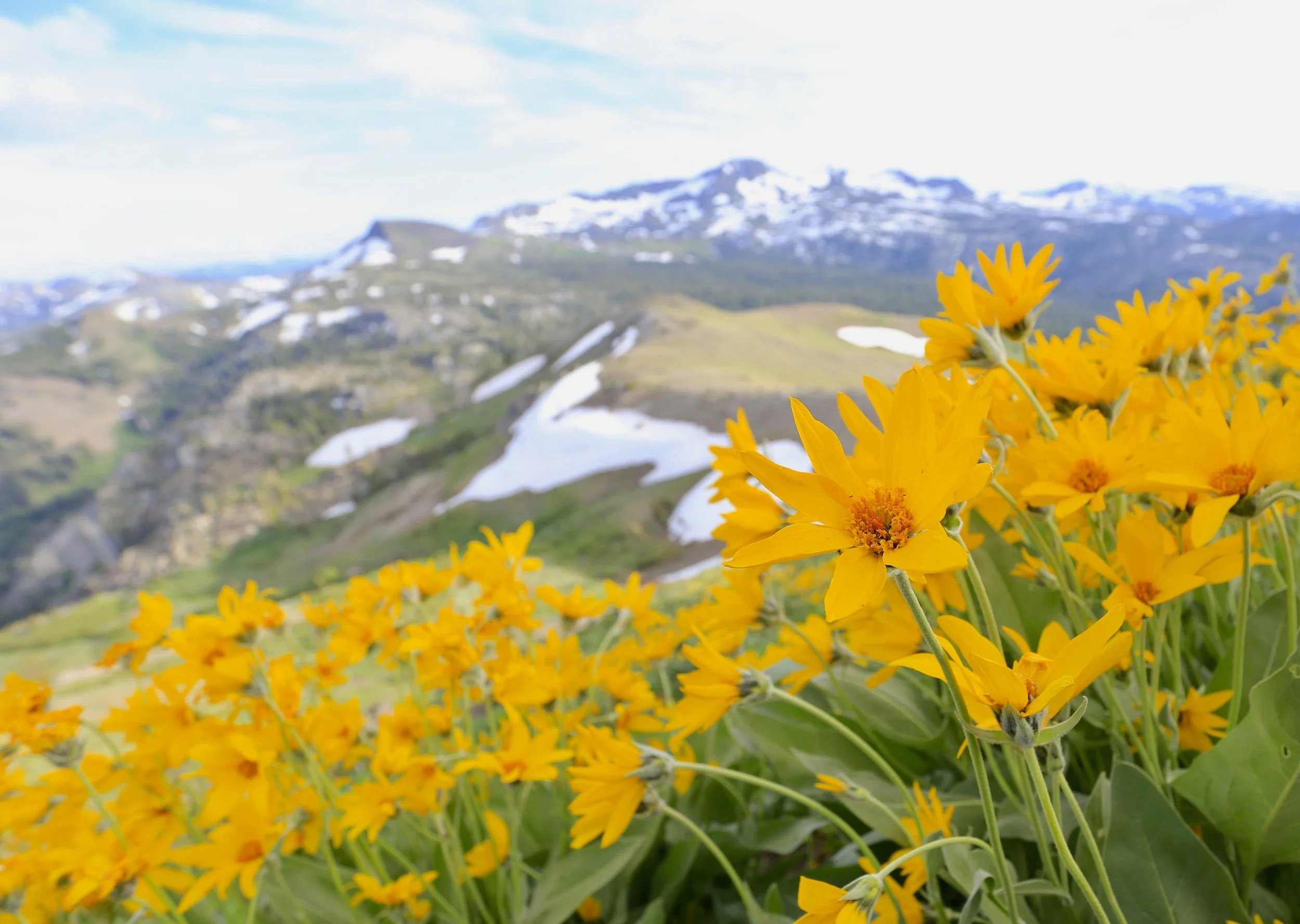 Mountain Dyed Yellow