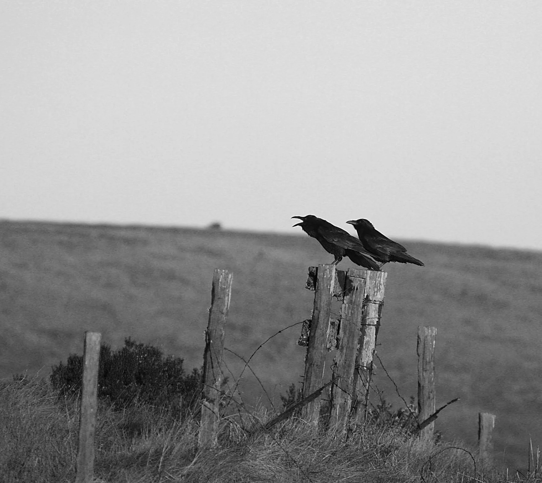 B&W Ravens