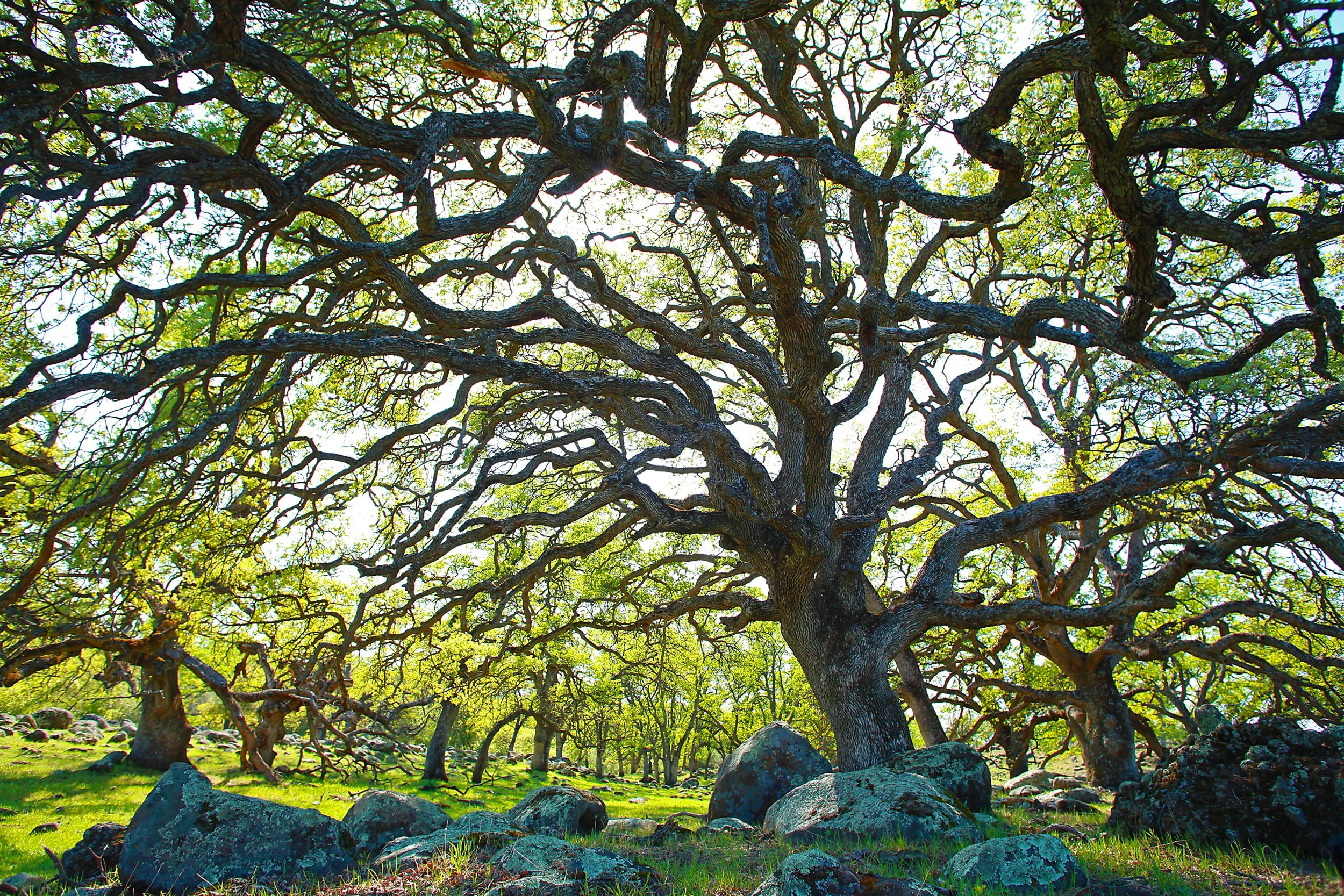 Spider Oak Greeting Card