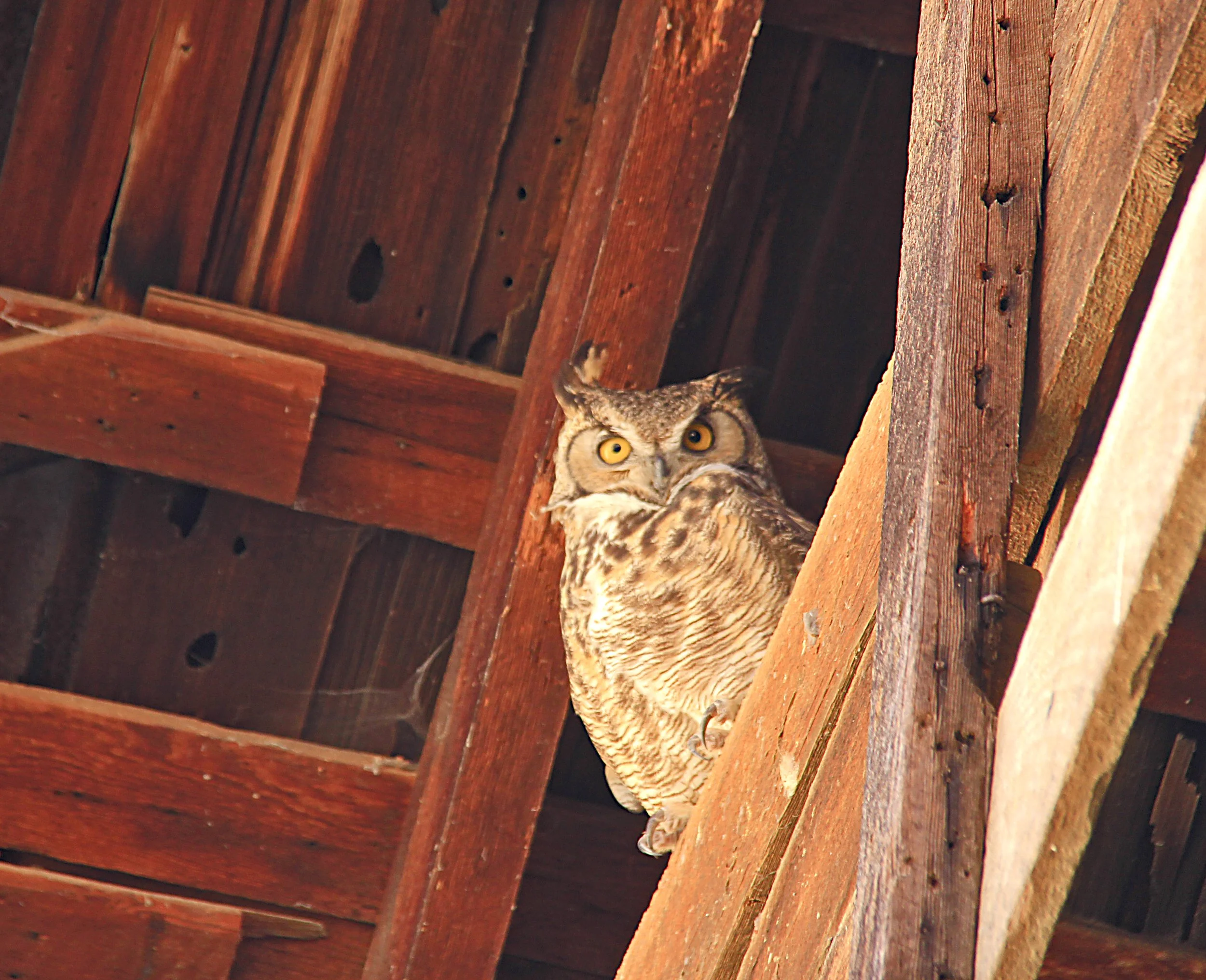 In the Roost