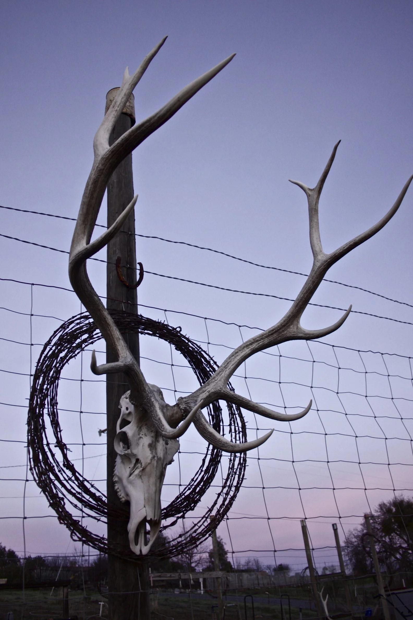 Posted Antlers