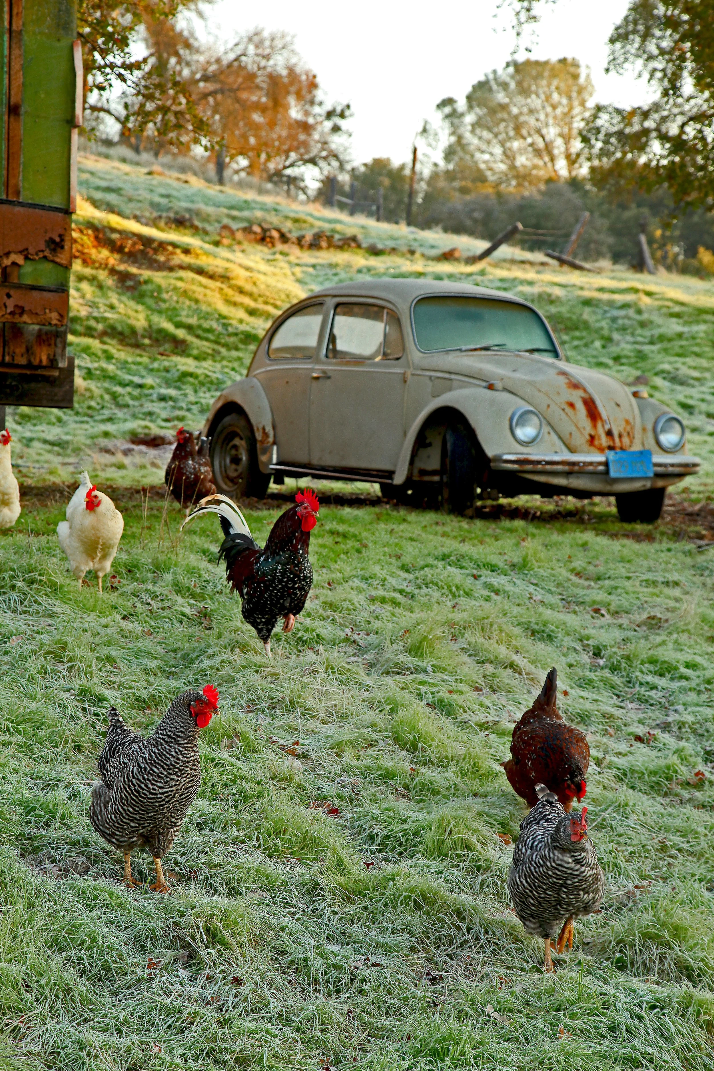 Chicken and A Bug