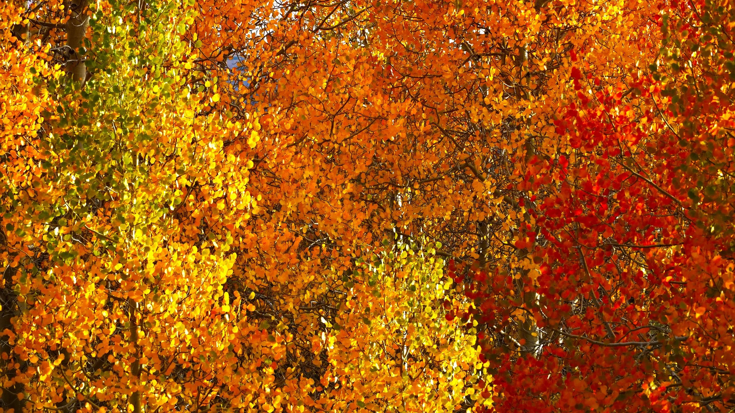 Aspens Aglow