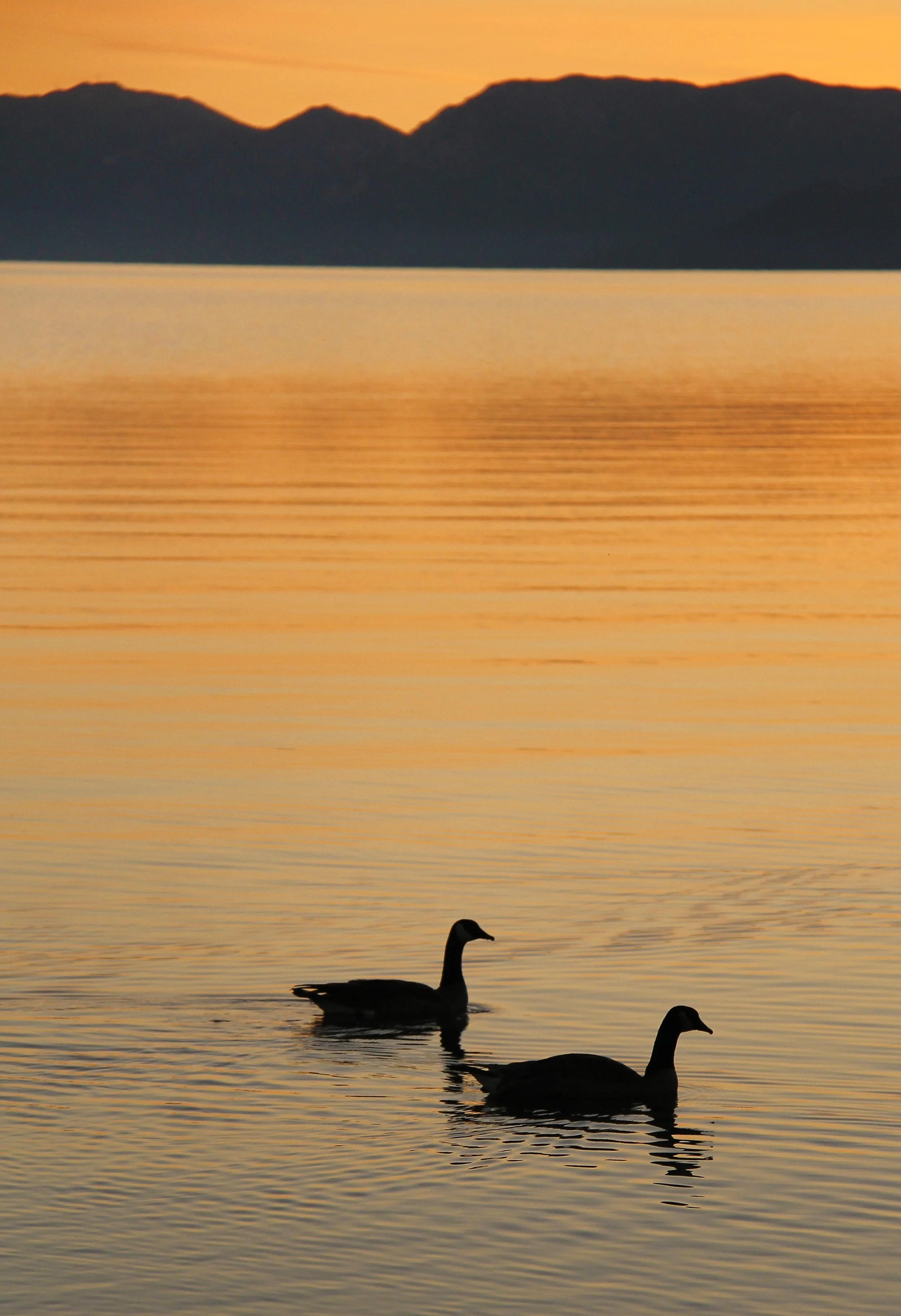 Geese.jpg