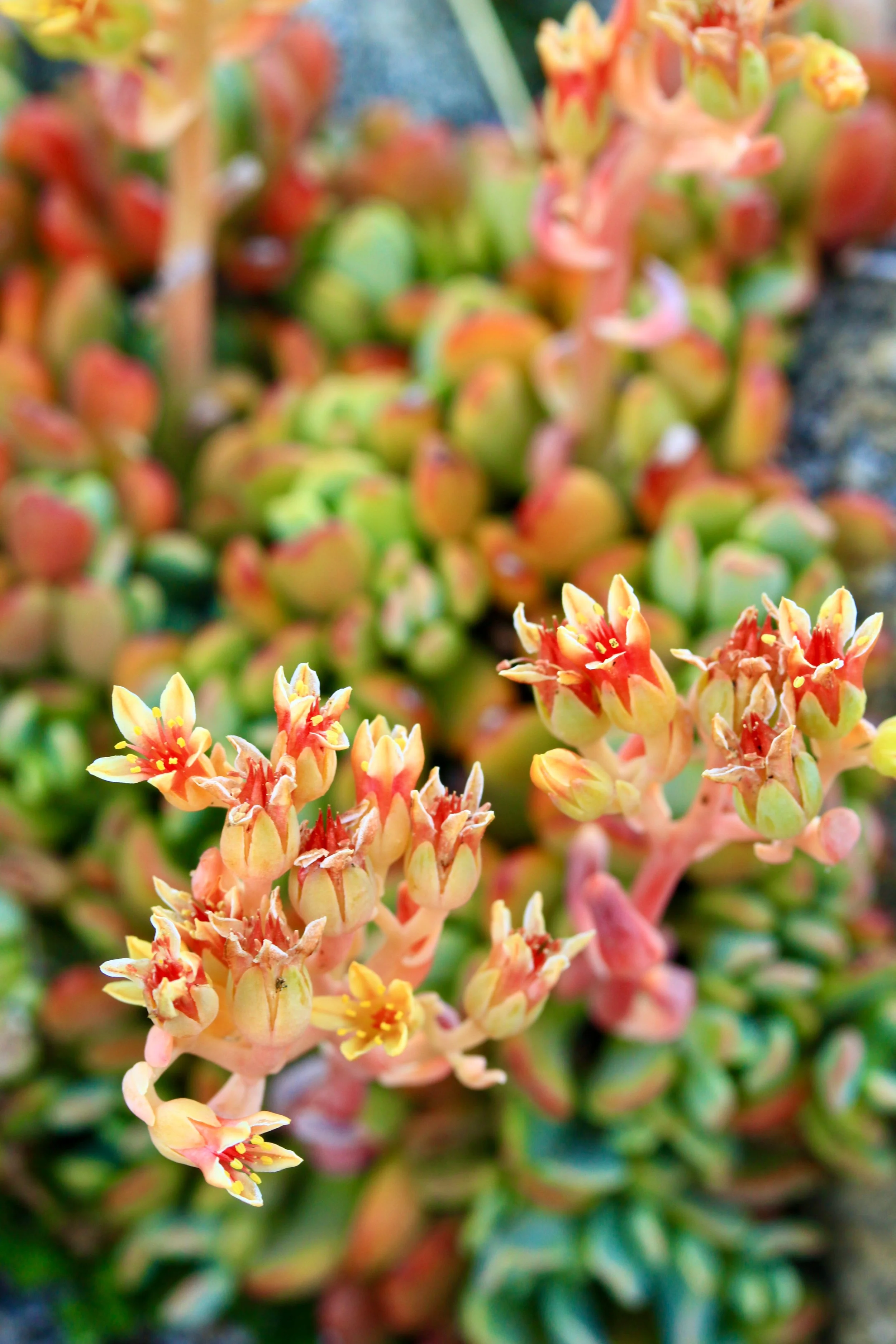 Blooming Succulent