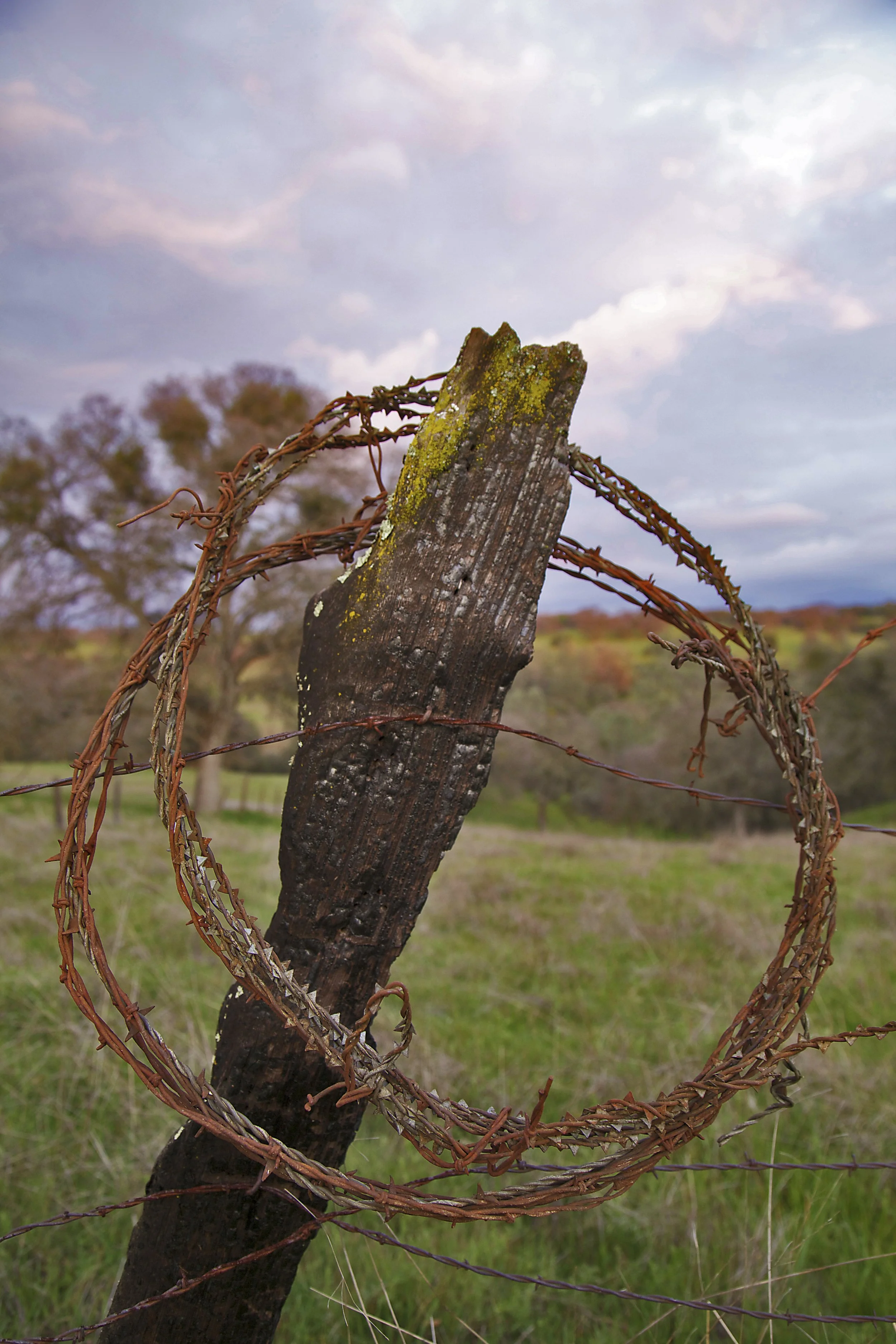 Barbed Halos