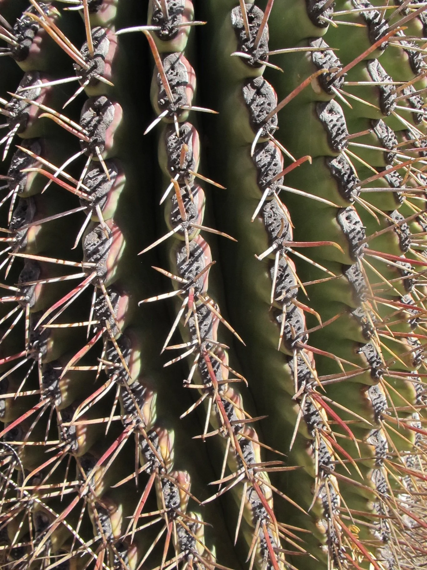 Cactus Spines