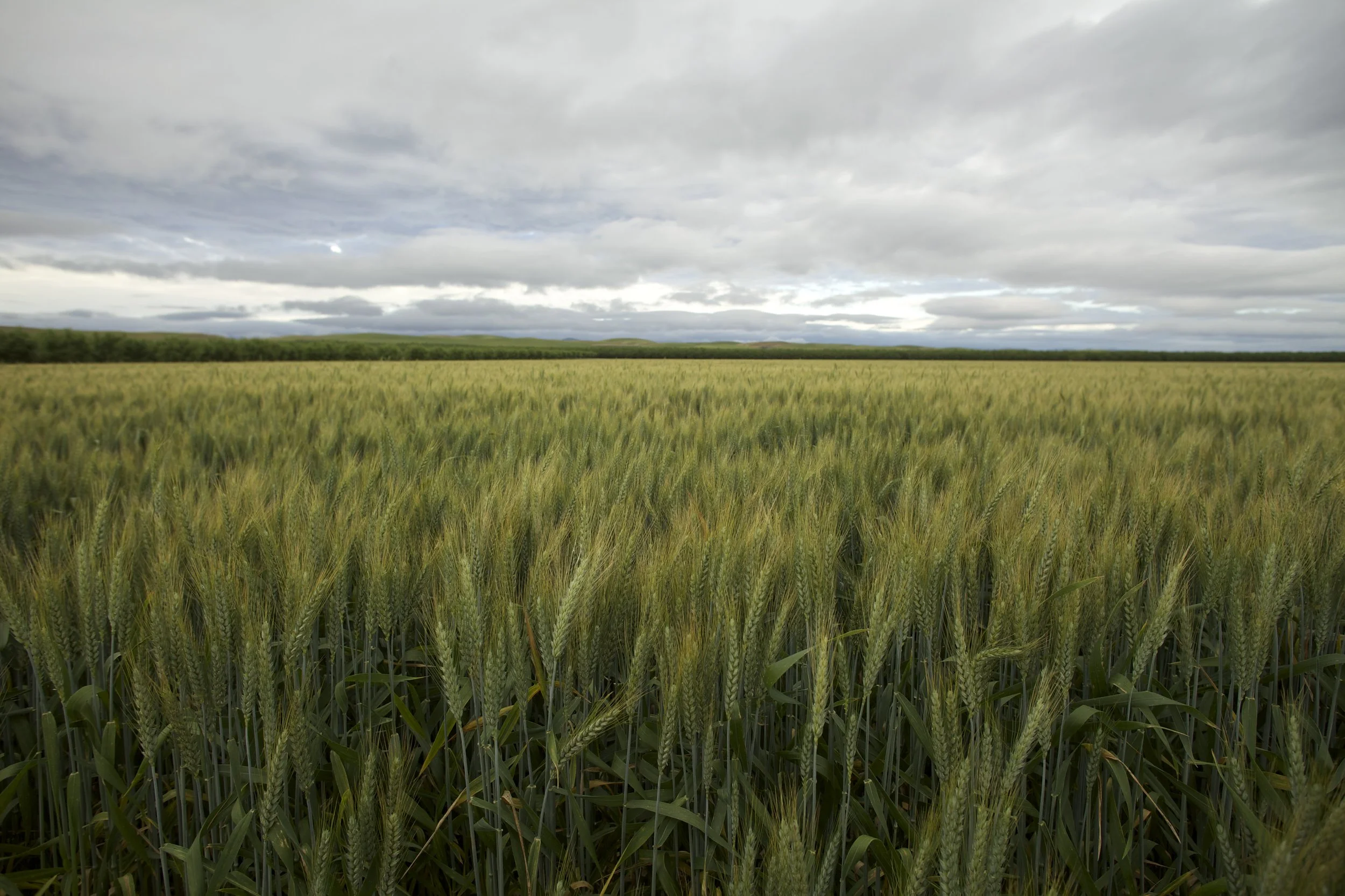 Open Field, Open Sky