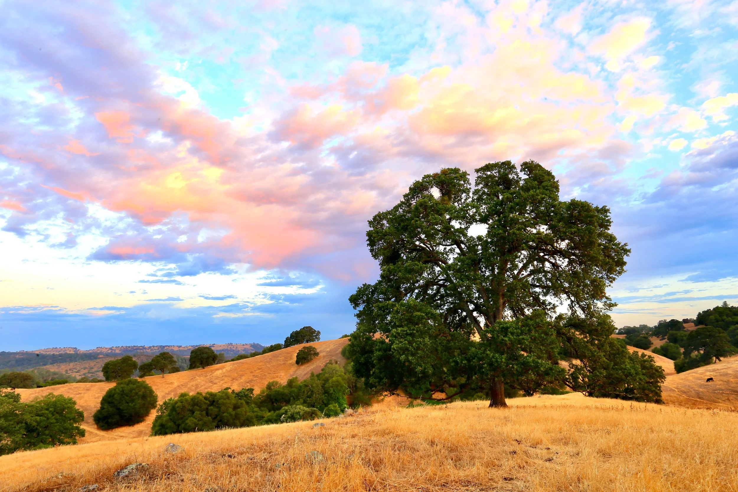 Oak Sky Greeting Card