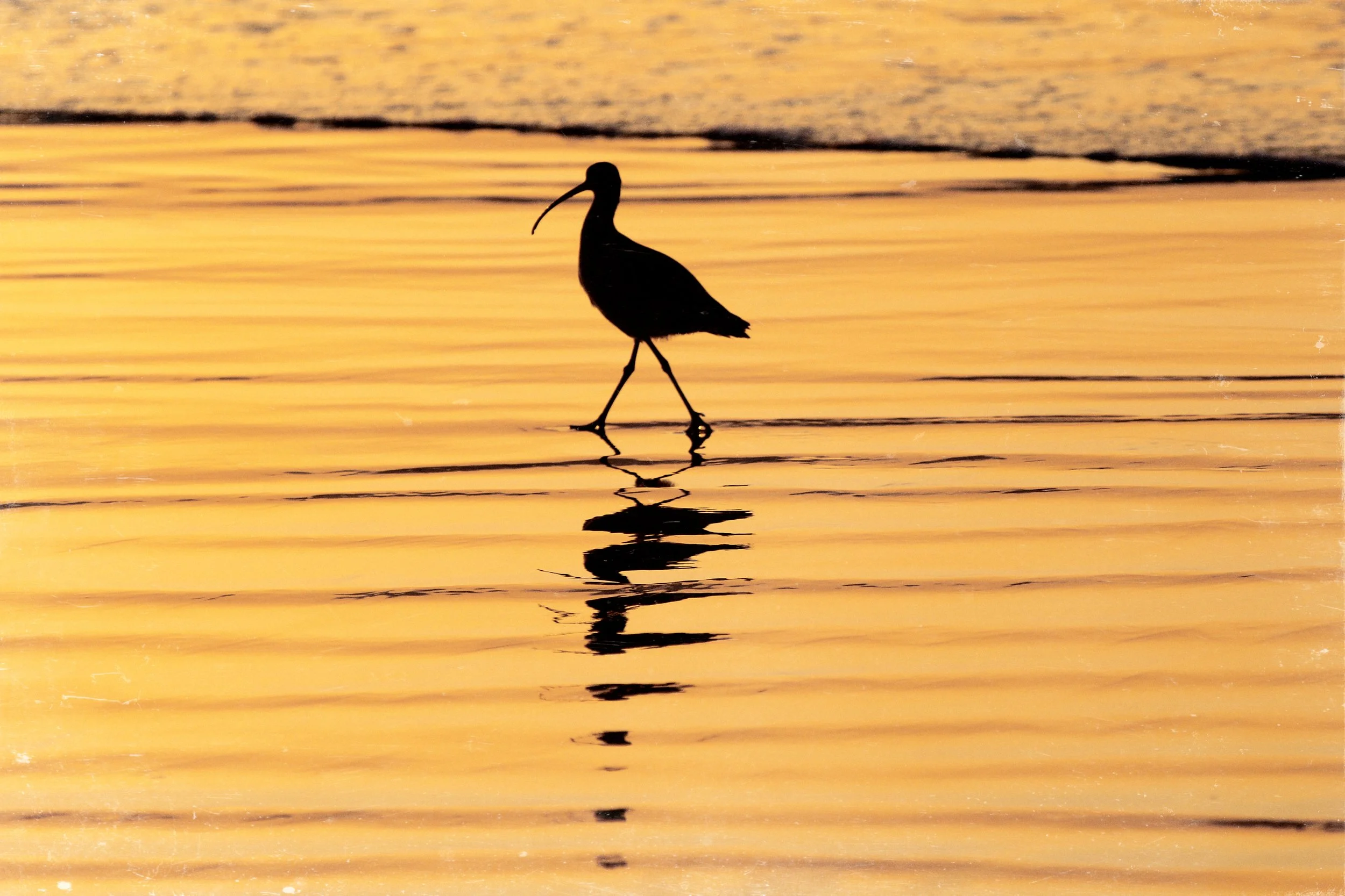 A Golden Walk