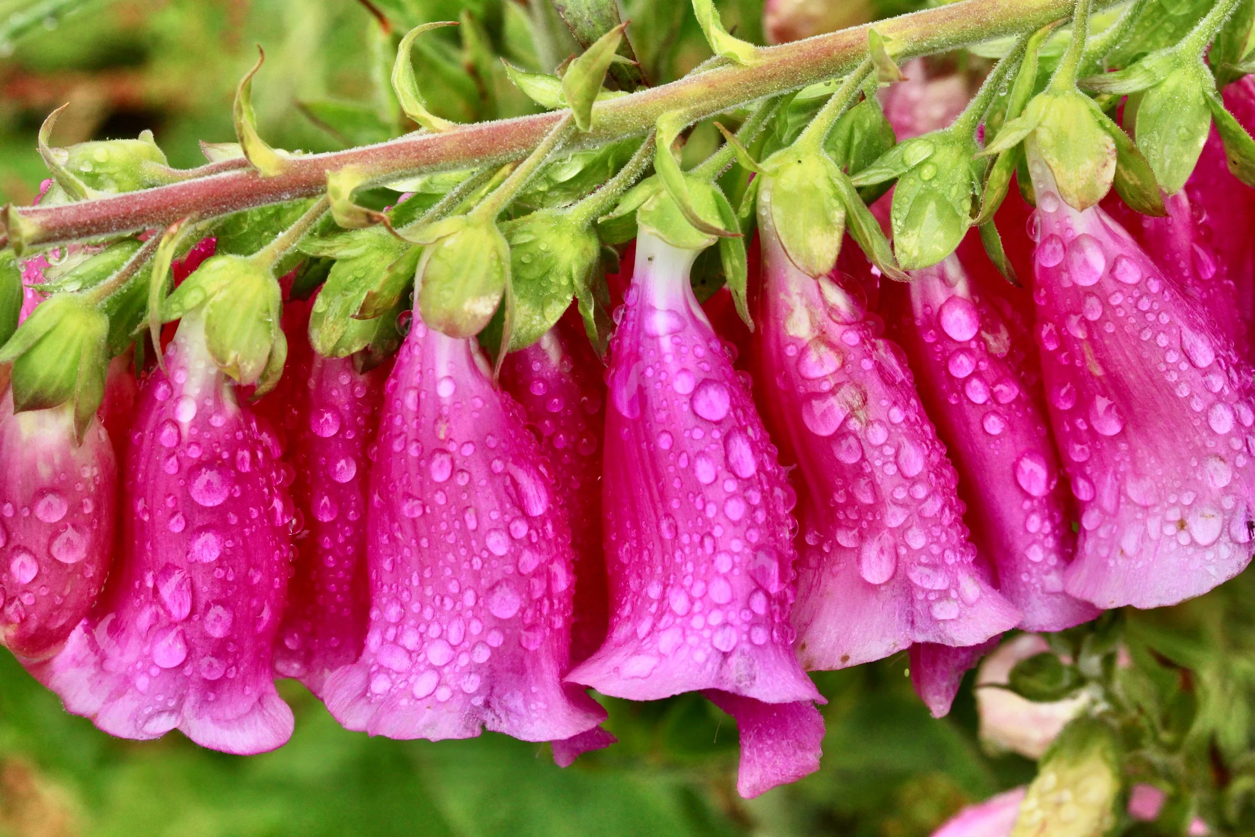 Pink Bells