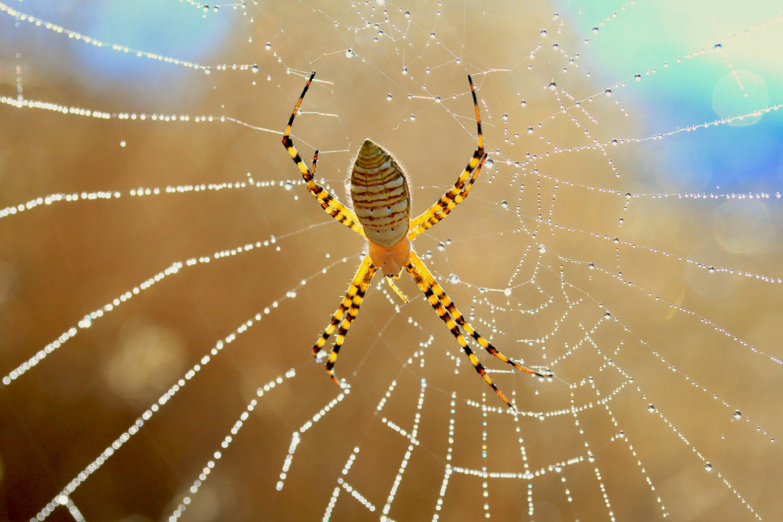 Delicate Webs