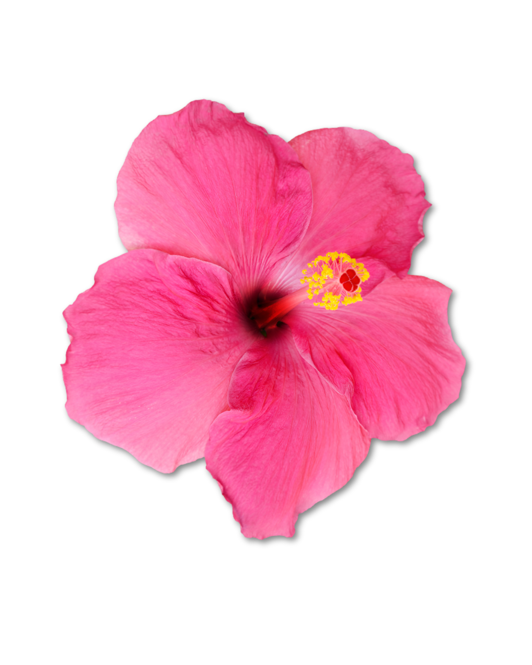 Close-up of a vibrant pink hibiscus flower with delicate petals and yellow stamens against a black background.