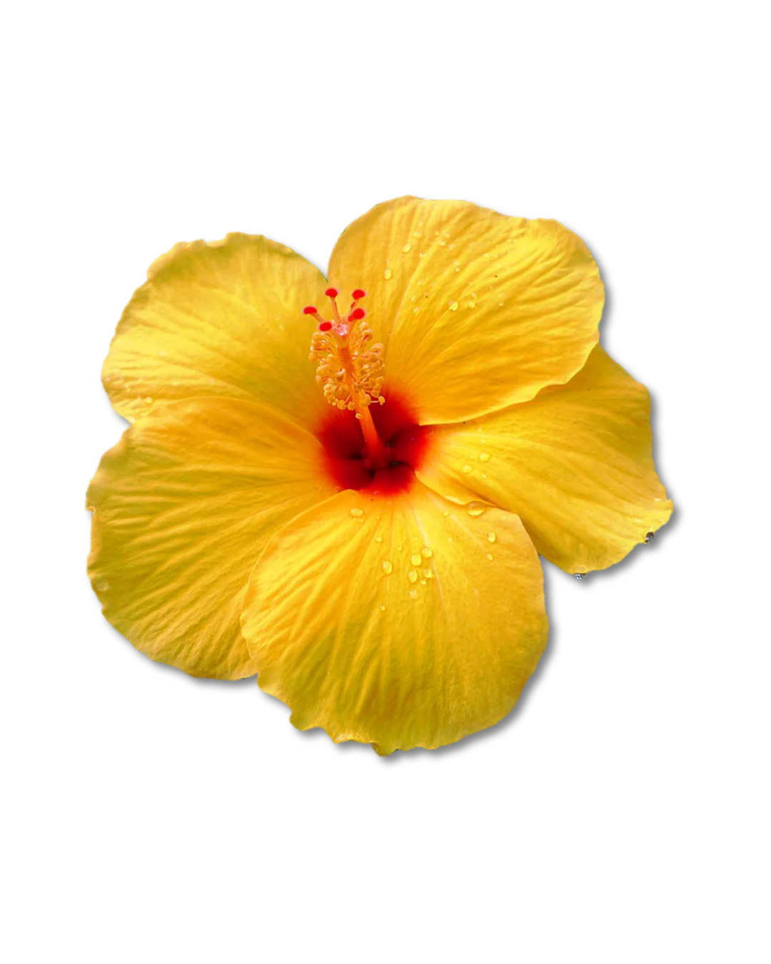 A vibrant yellow hibiscus flower with a red center and water droplets on the petals, set against a black background.