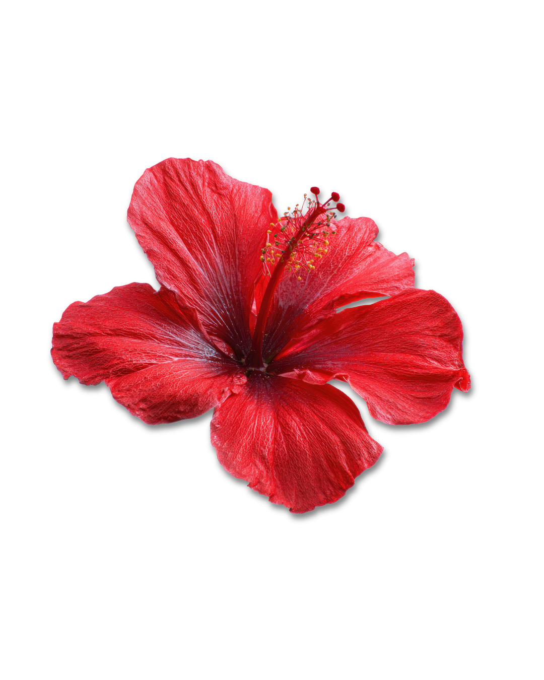Close-up of a red hibiscus flower with large petals and prominent stamens against a black background.