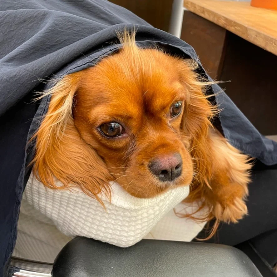 want a dog on your lap while you get a haircut? link in bio😉