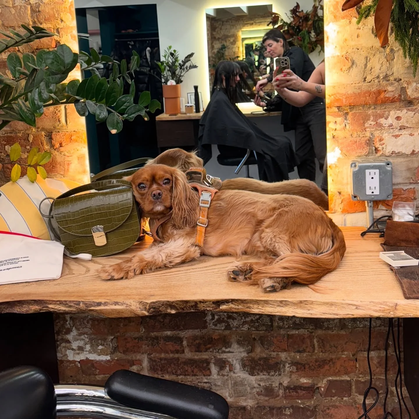 Archies Purse of the Week!
every week, Archie chooses his favorite style! 

Go click the link and bio to book an appointment if you want your fashion, taste to be judged by this little guy! 

#archiespick #alotw #archie #kingcharlescavalier #kingchar