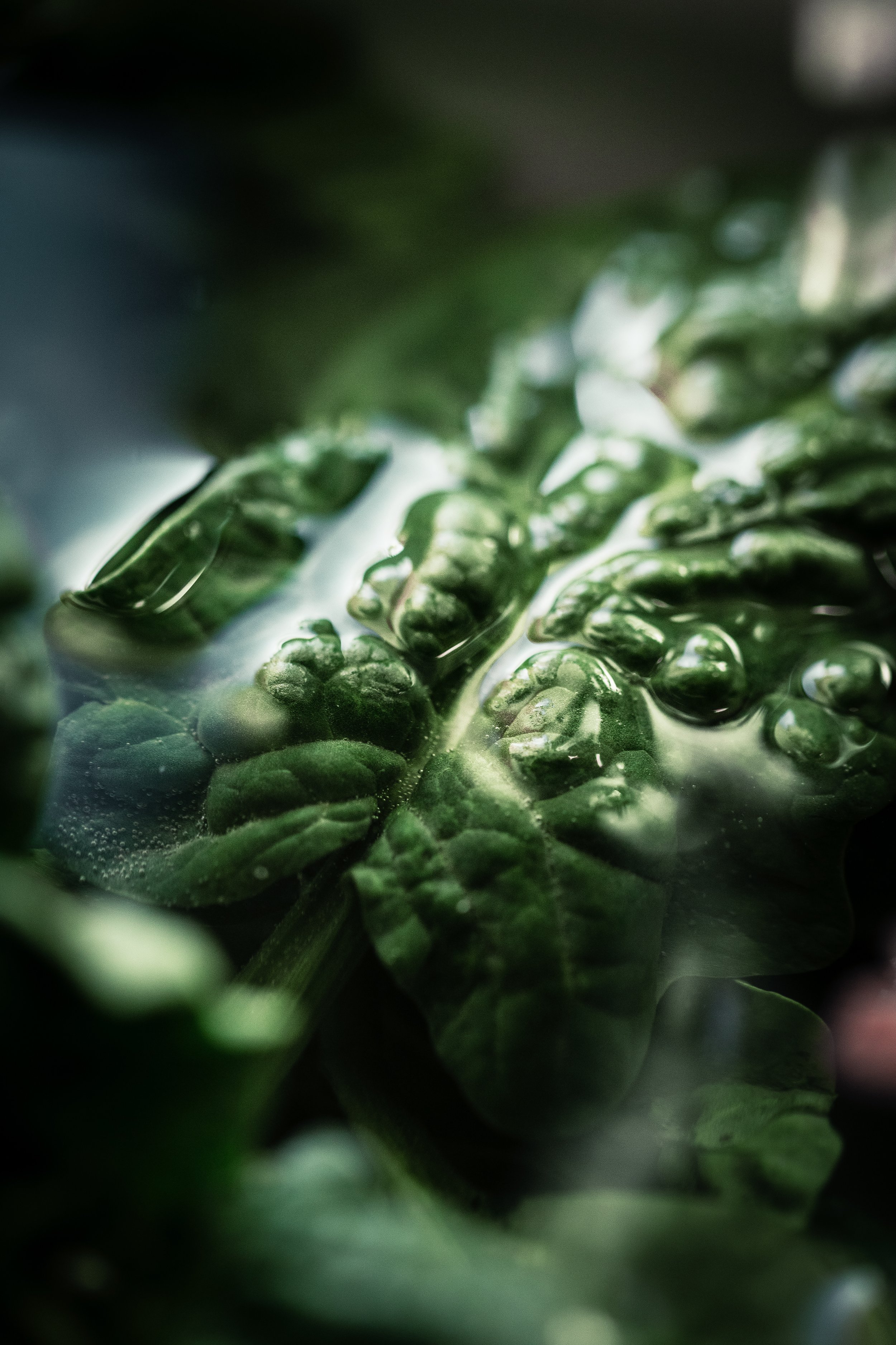 HR_SPINACI UNDER THE WATER_2_1 PS 3.jpg