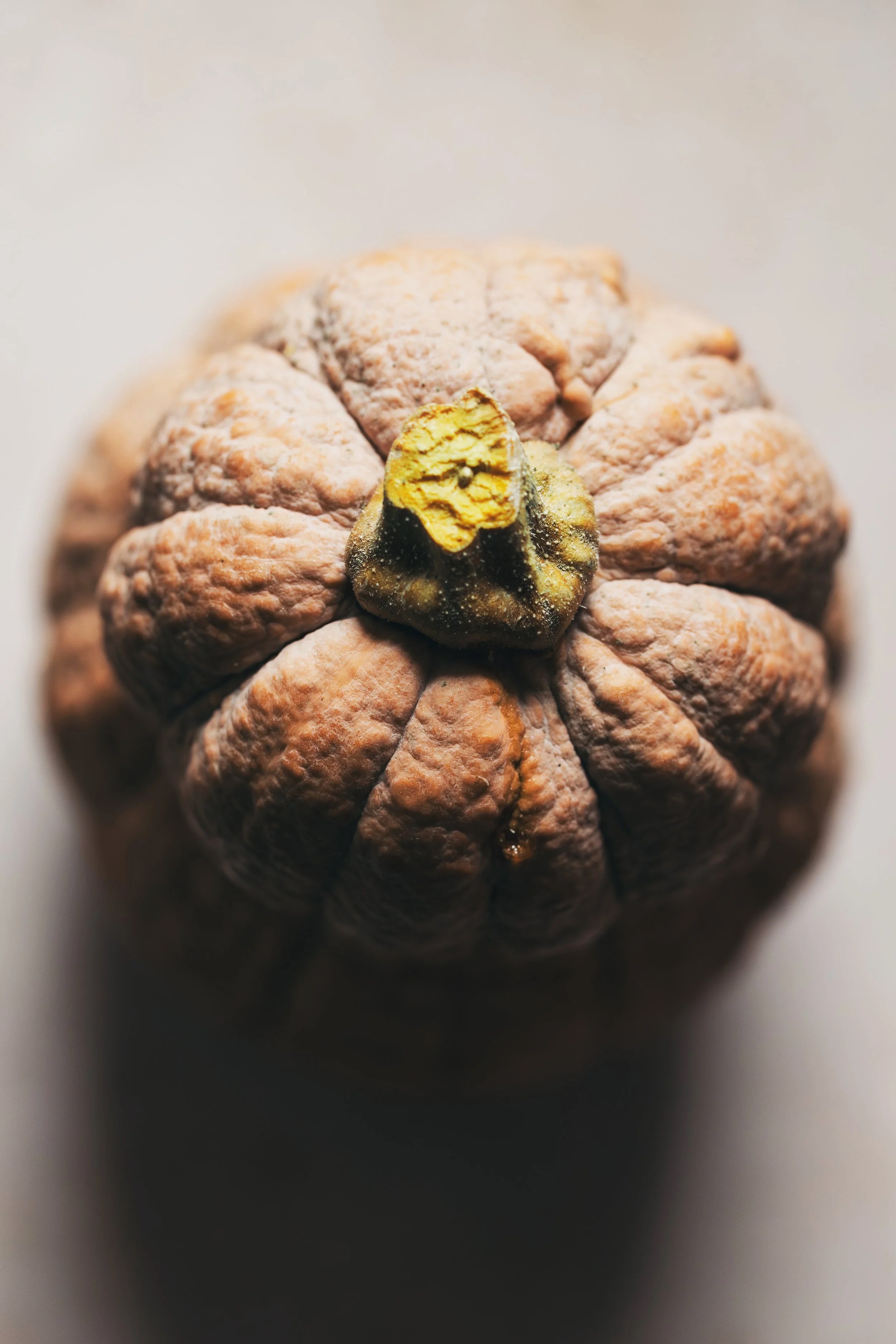 Close-up of a dried, wrinkled fruit with a small greenish stem on top.