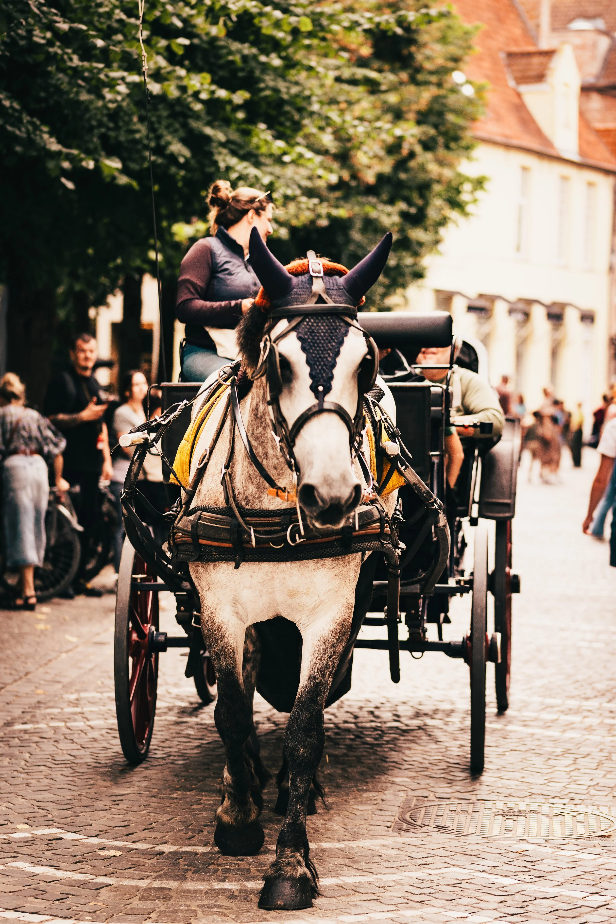 A horse-drawn carriage with a woman sitting on the front, driving through a busy street with people walking and trees lining the background.