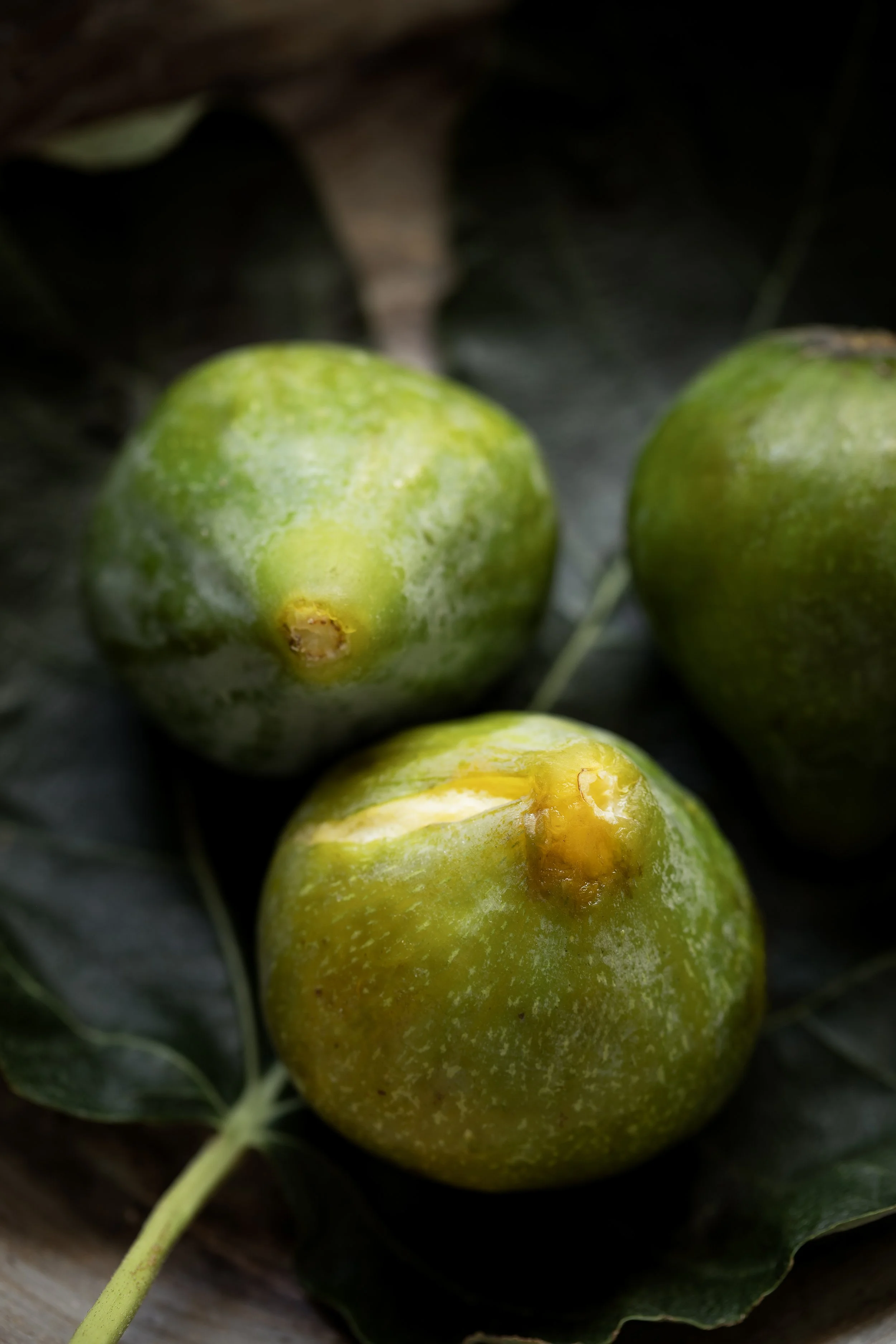 Close-up of a green fig with a small brown spot, resting on dark leaves.