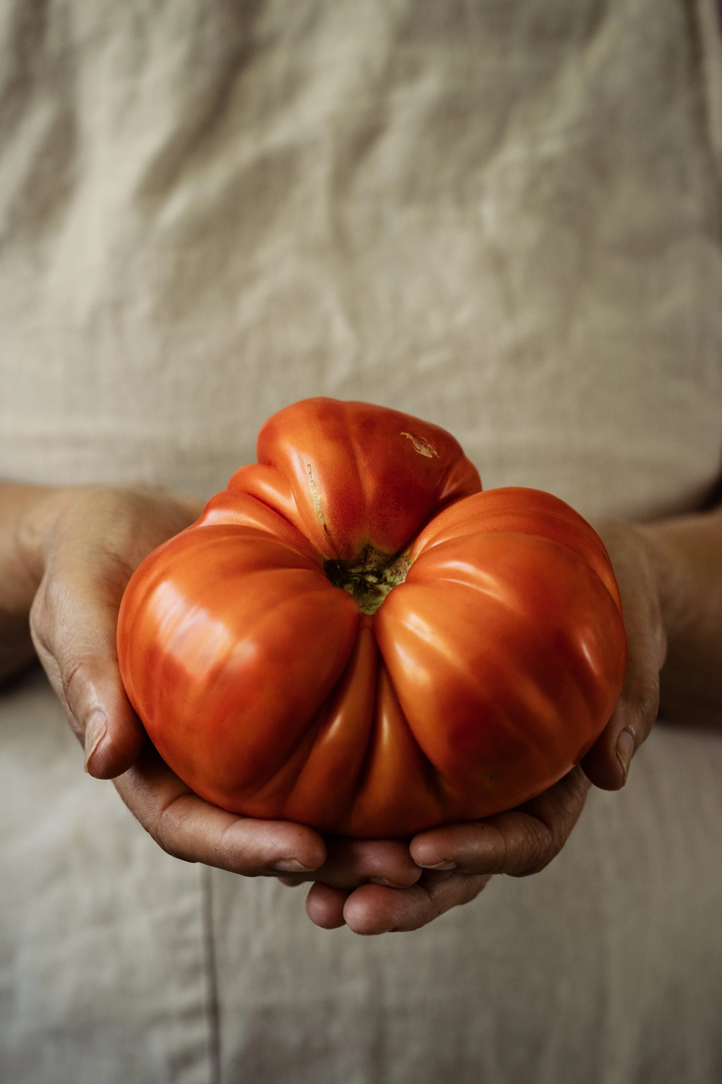 A large, ripe, heirloom tomato held in cupped hands against a blurry background.
