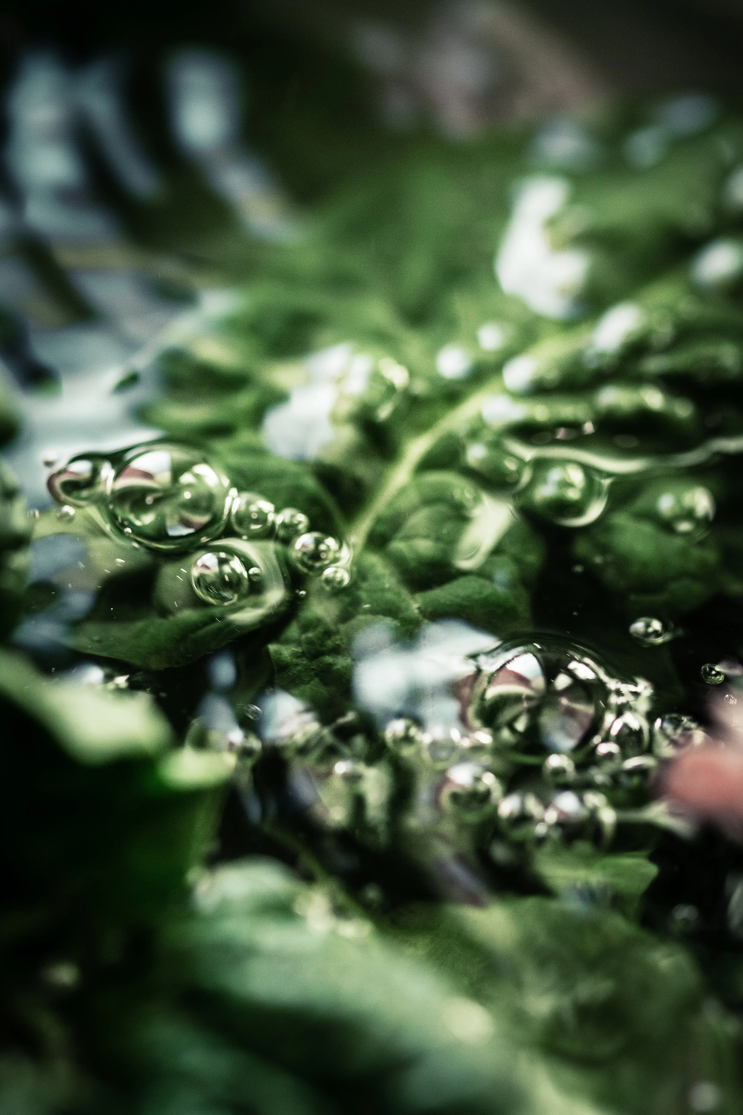 HR_SPINACI UNDER THE WATER_1_1 PS 2.jpg