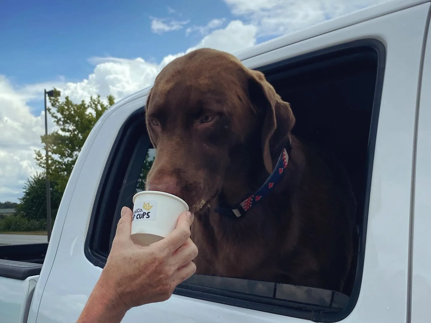 Pup Cups Market