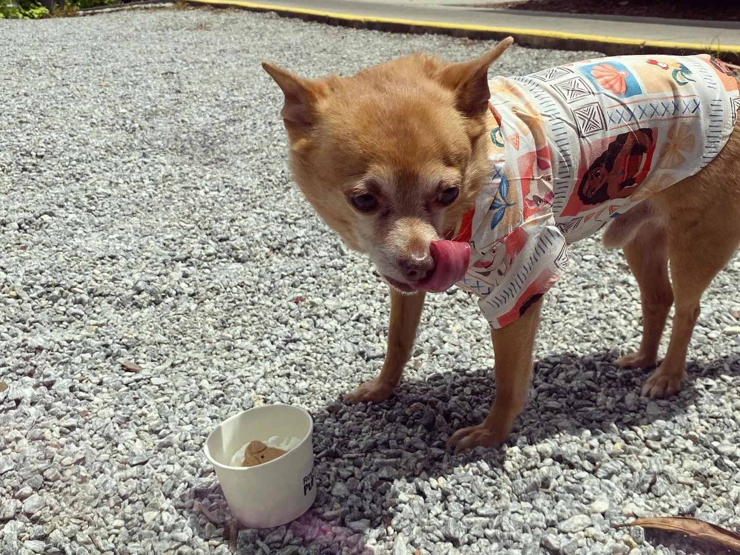 RoaylCo Pup Cups