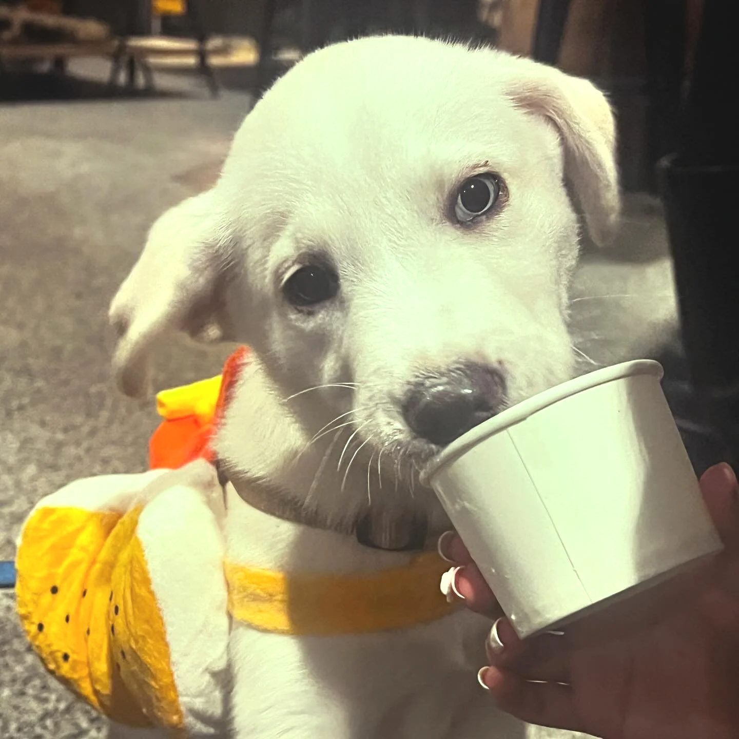 Cultivated Cocktails Bark-o-ween! 