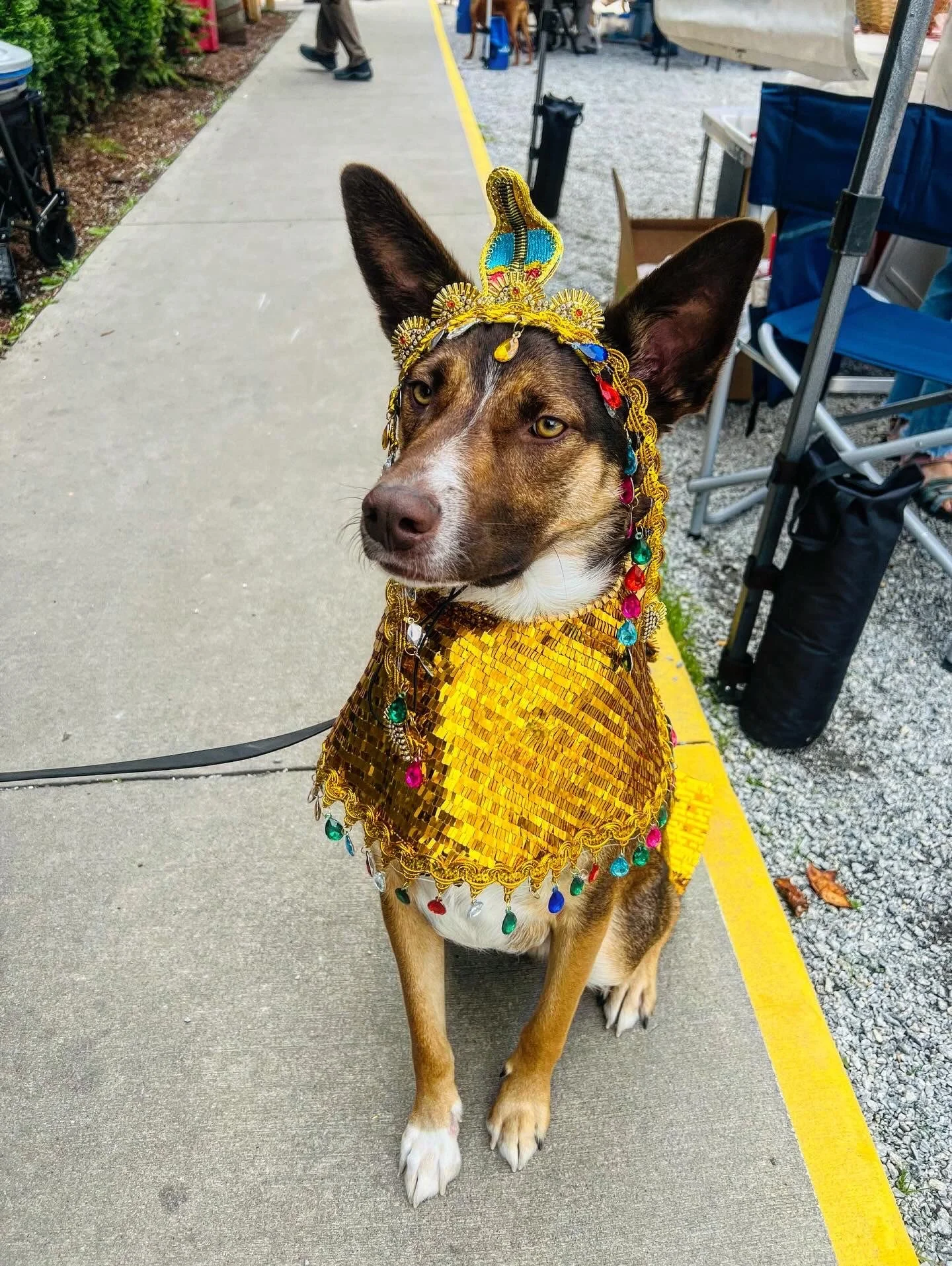 Bark-o-ween!