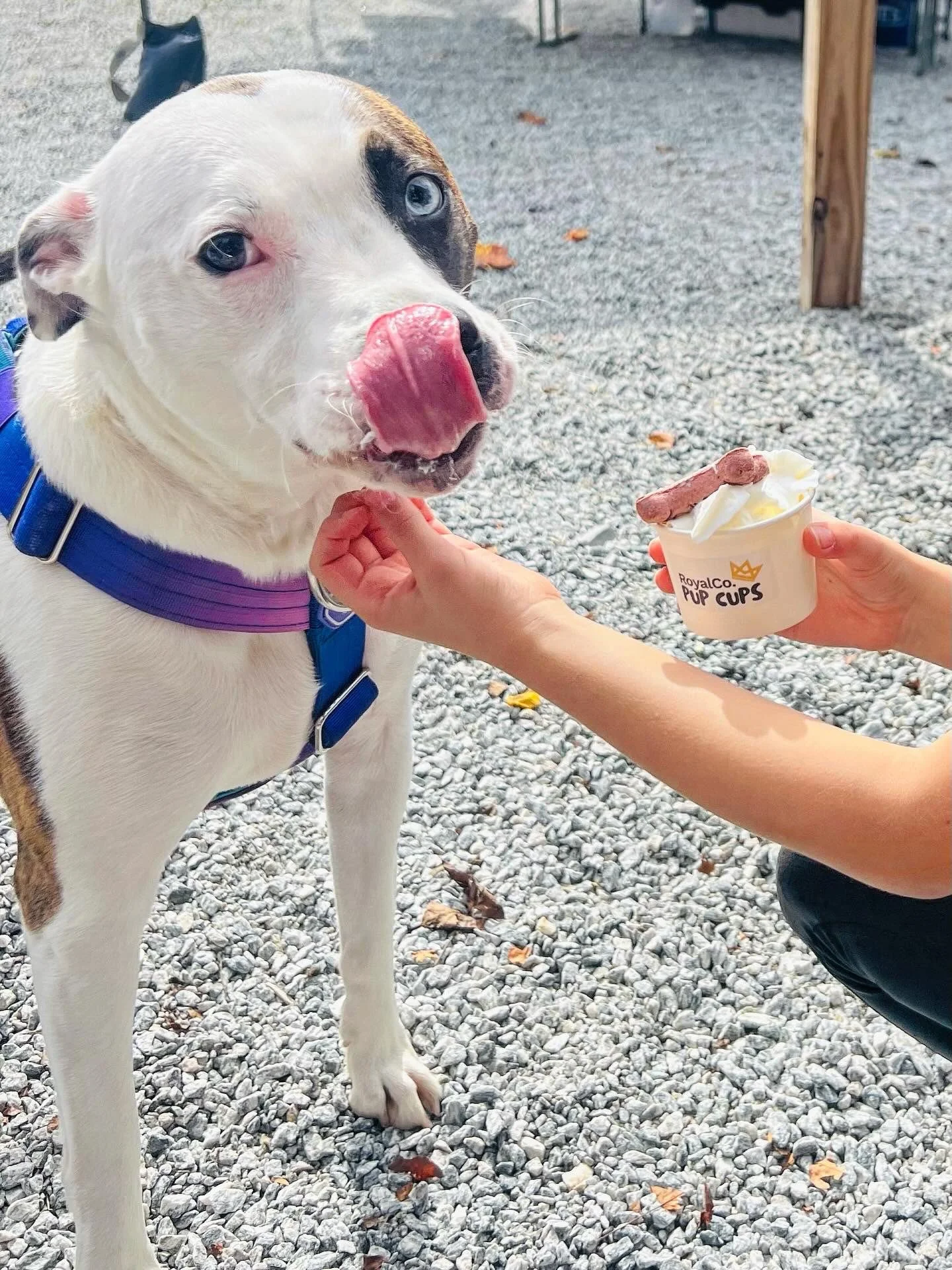 Pup Cups