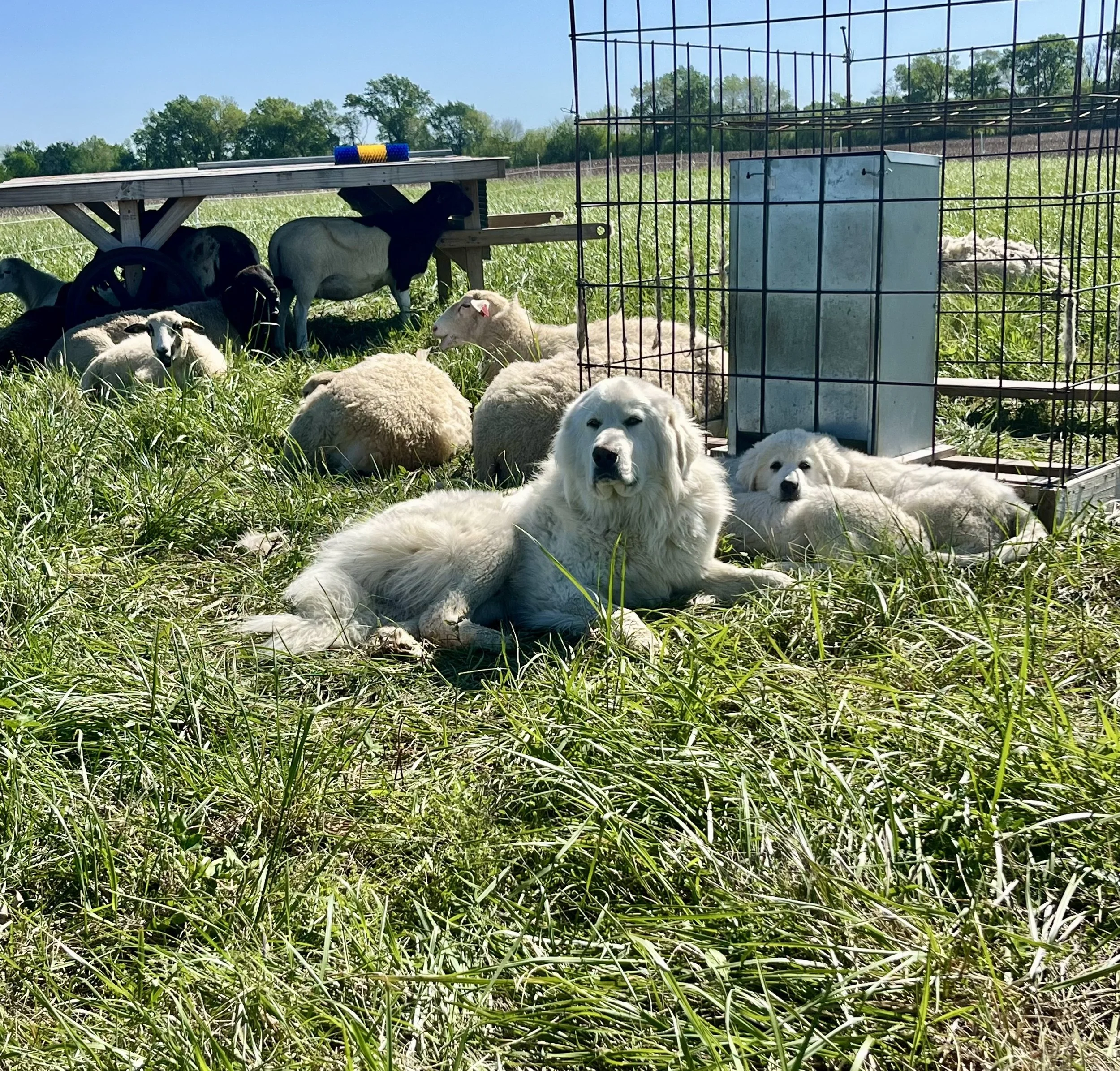 Grizzly Acres Farm Livestock Guardian Dogs