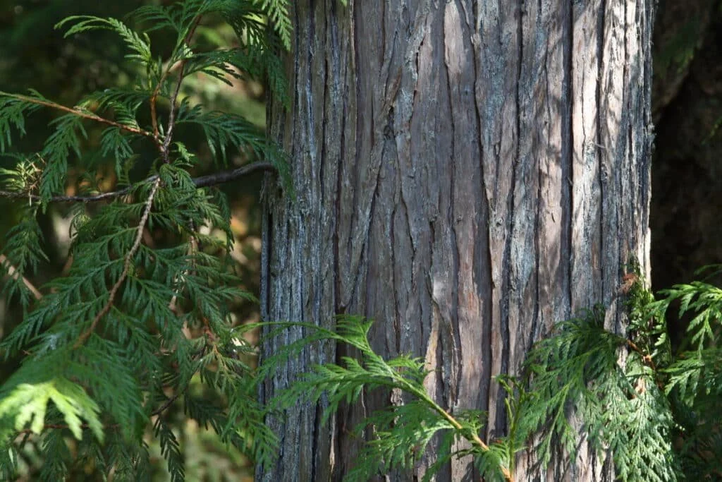 Western Red Cedar.jpg