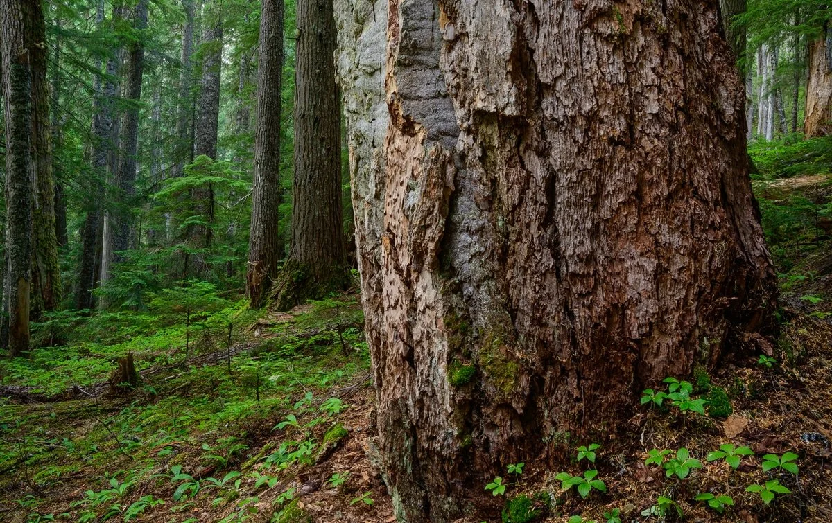 Douglas Fir.jpg