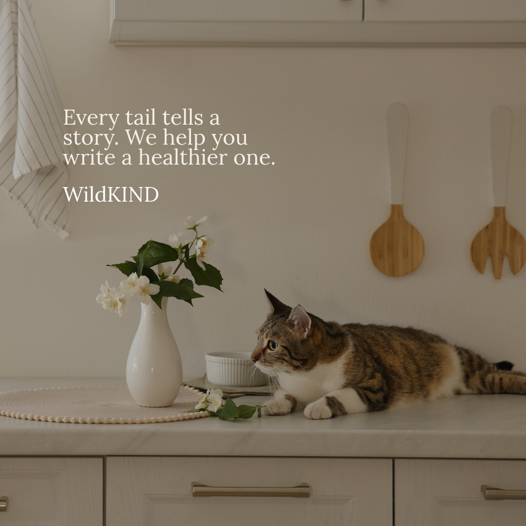 A cat lying on a light-colored kitchen counter next to a white vase with white flowers. Wooden kitchen utensils hang on the wall. The image contains a text overlay that reads, 'Every tail tells a story. We help you write a healthier one. WildKIND.'