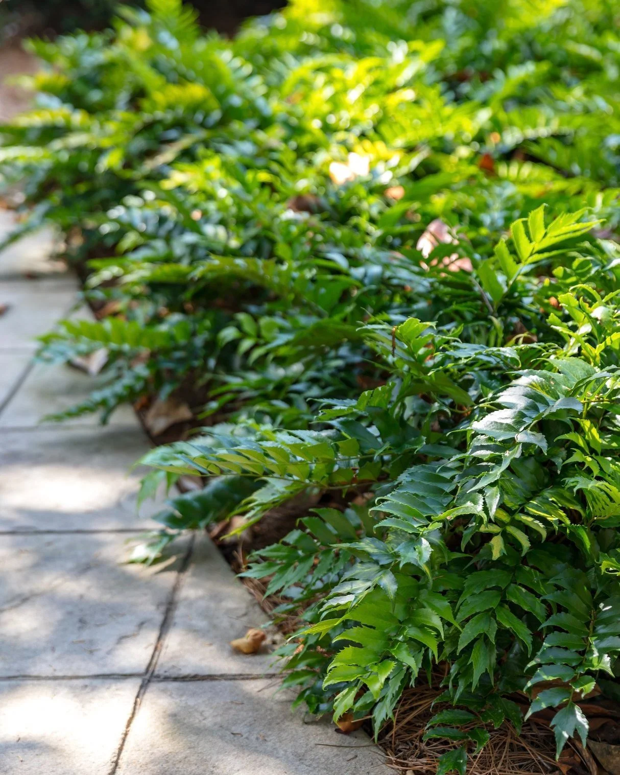 Cool shade, gentle light, and rich green texture.
Every element working together to create a moment of calm. Let Blue Heron Landscaping help you design peaceful pathways and lush, welcoming spaces. Schedule your consultation today.