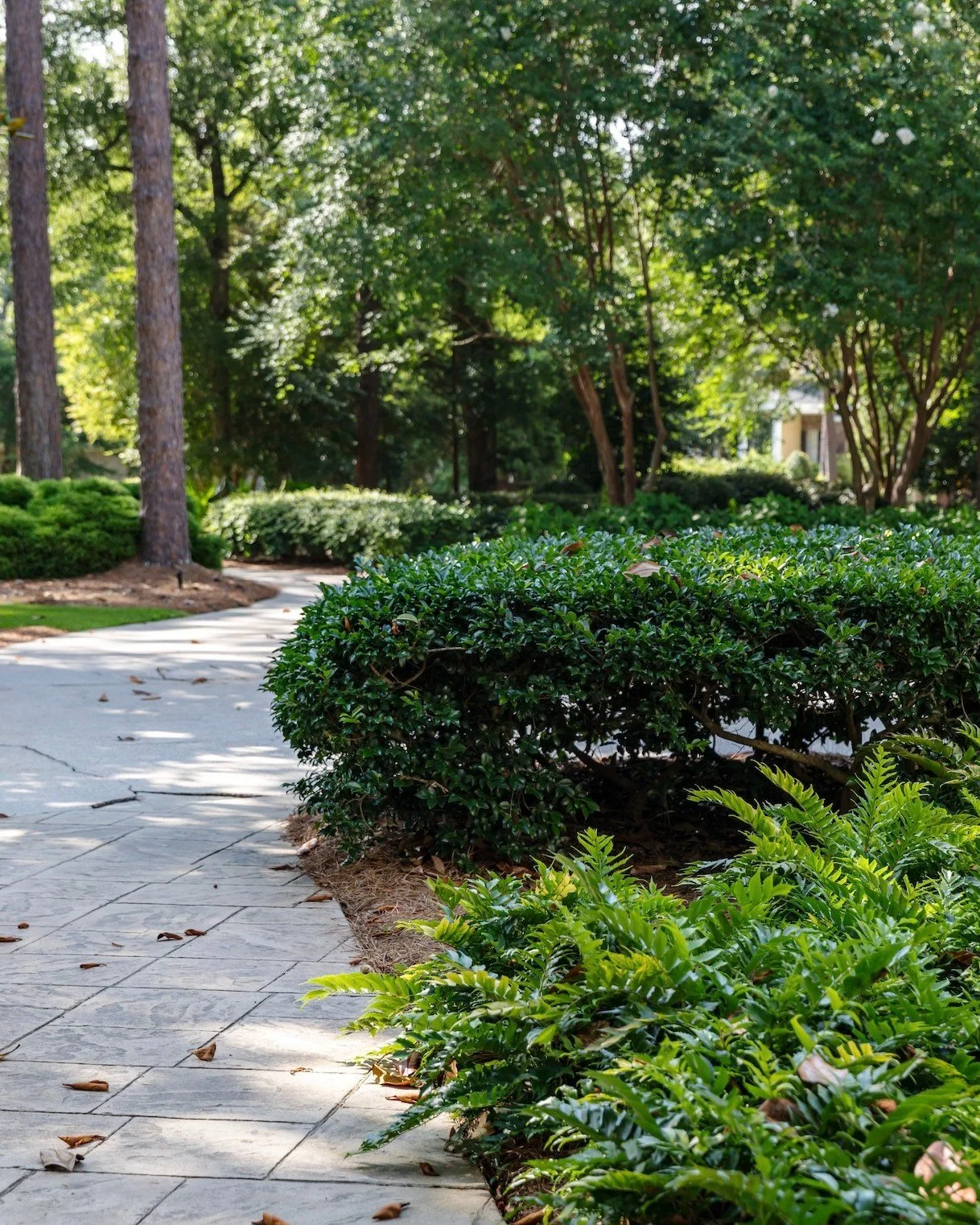 Soft sunlight, fresh greenery, and a peaceful path ahead.