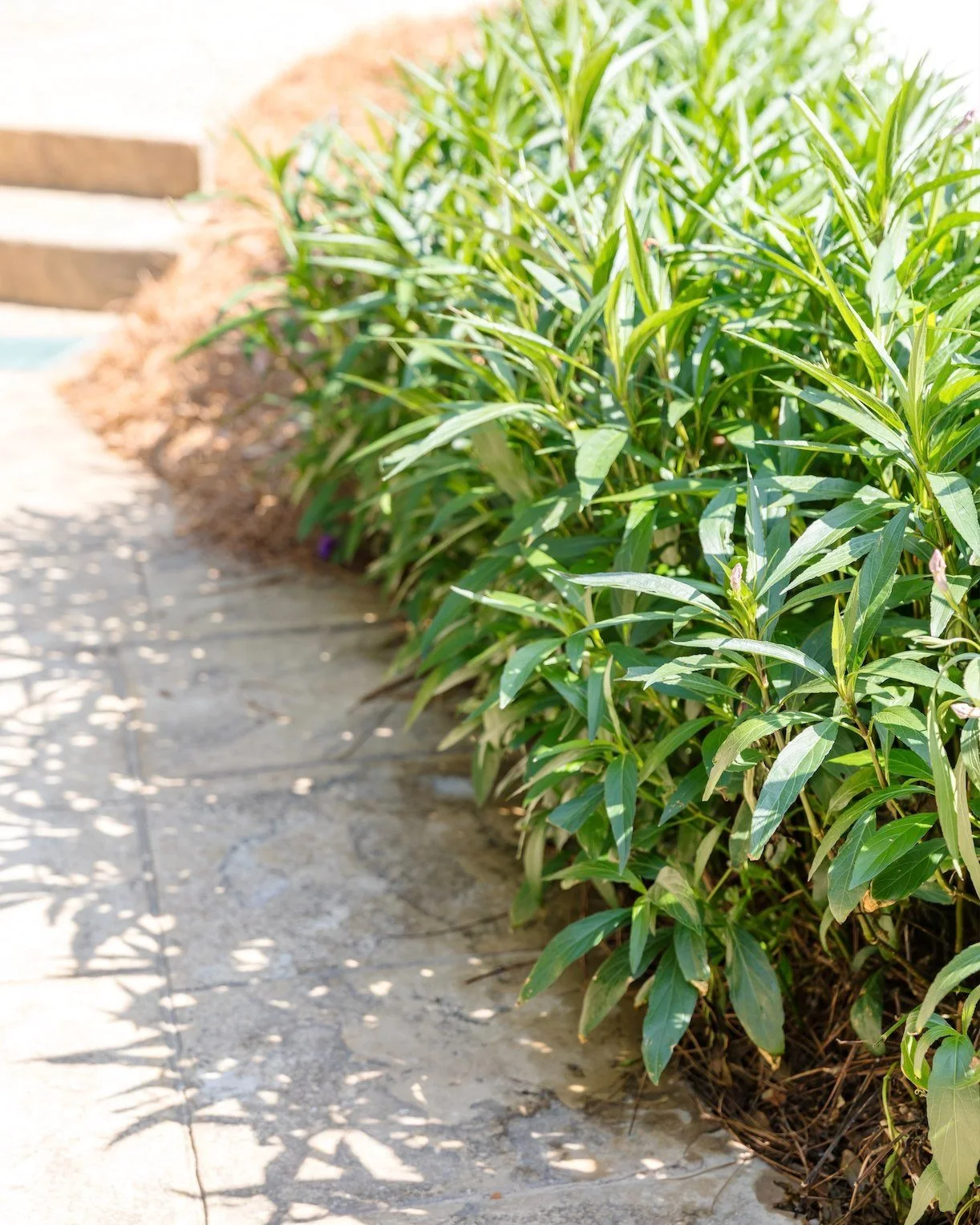 A winding path surrounded by nature&rsquo;s beauty &mdash; the kind of view that slows down the day.