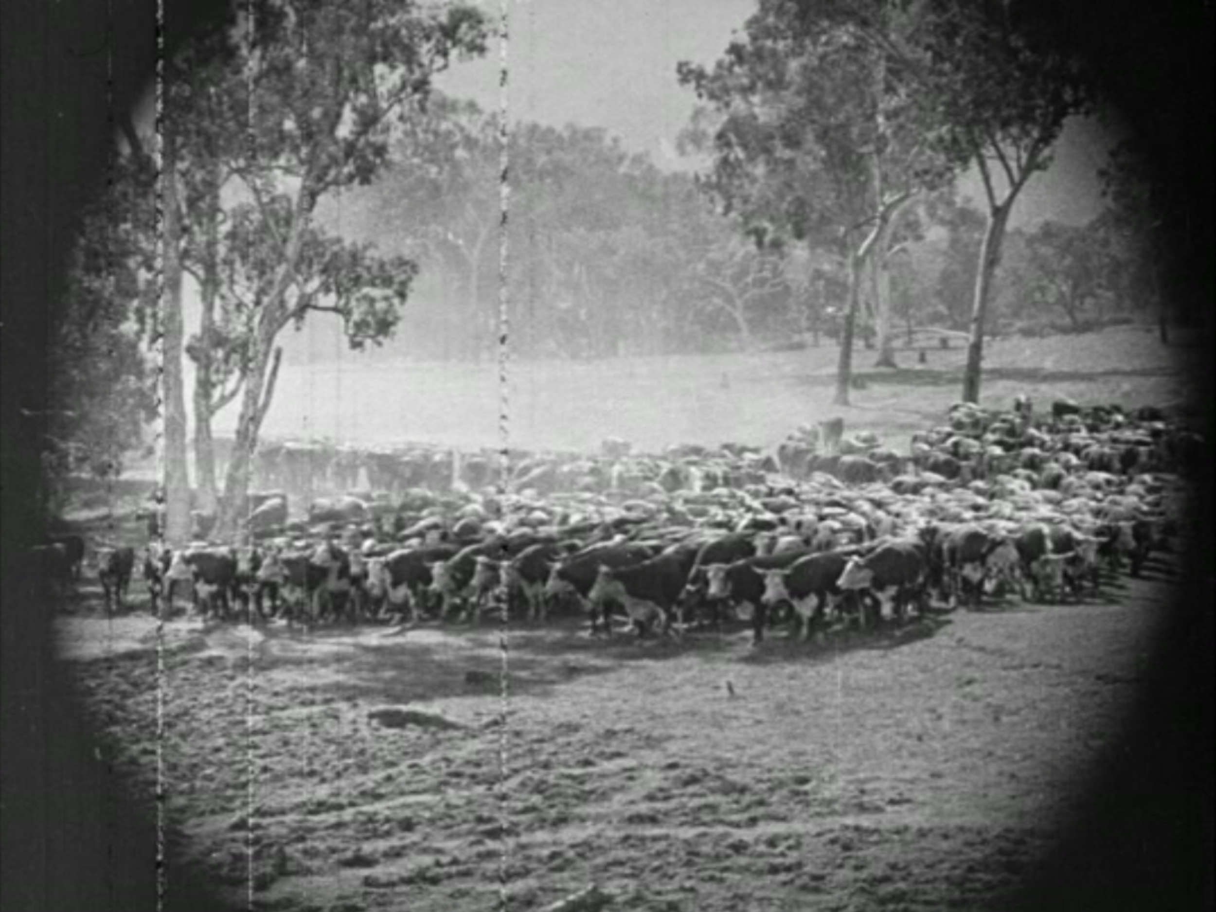Black and white photo of a large herd of cattle grazing in a grassy field with trees and open space in the background.