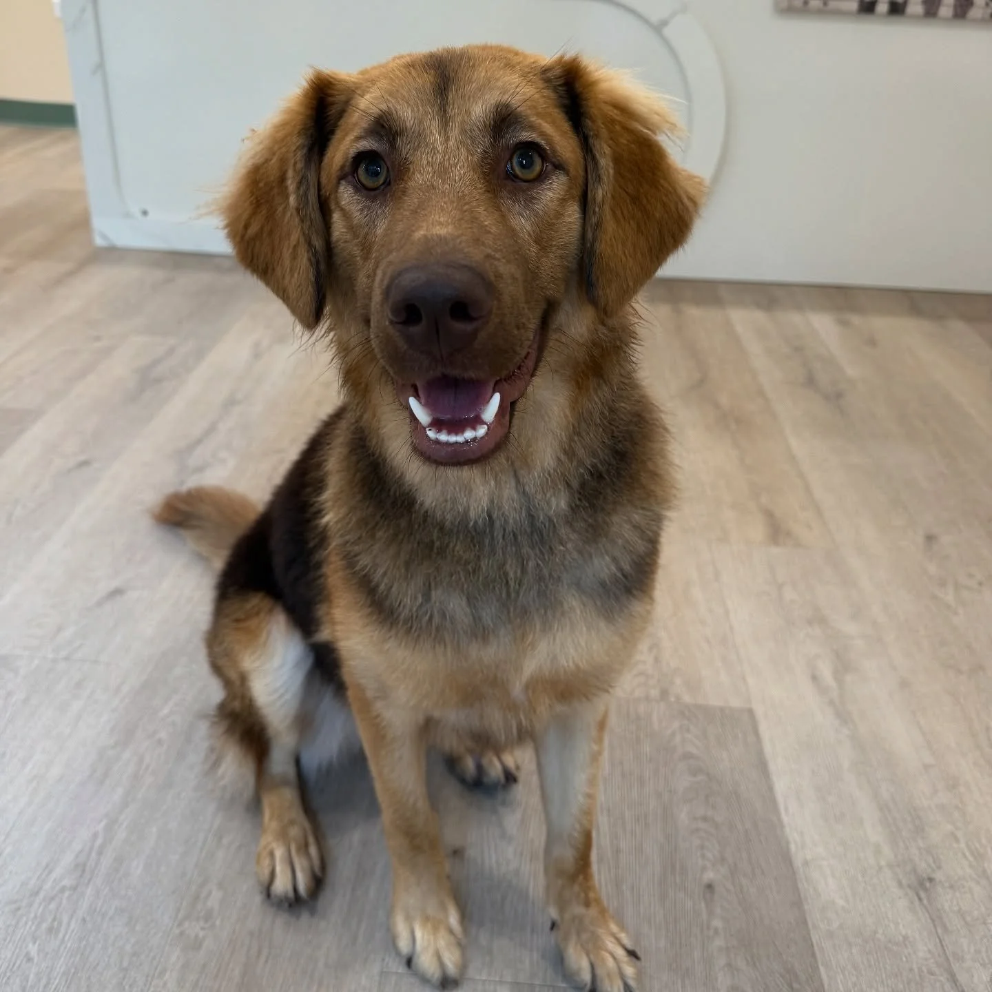 Meet Wabi! This adorable 10-month-old puppy just had a relaxing SPA session 🛁✨ She did such a great job and looks so happy and fresh!
#dog #doggrooming #doggo #chicago