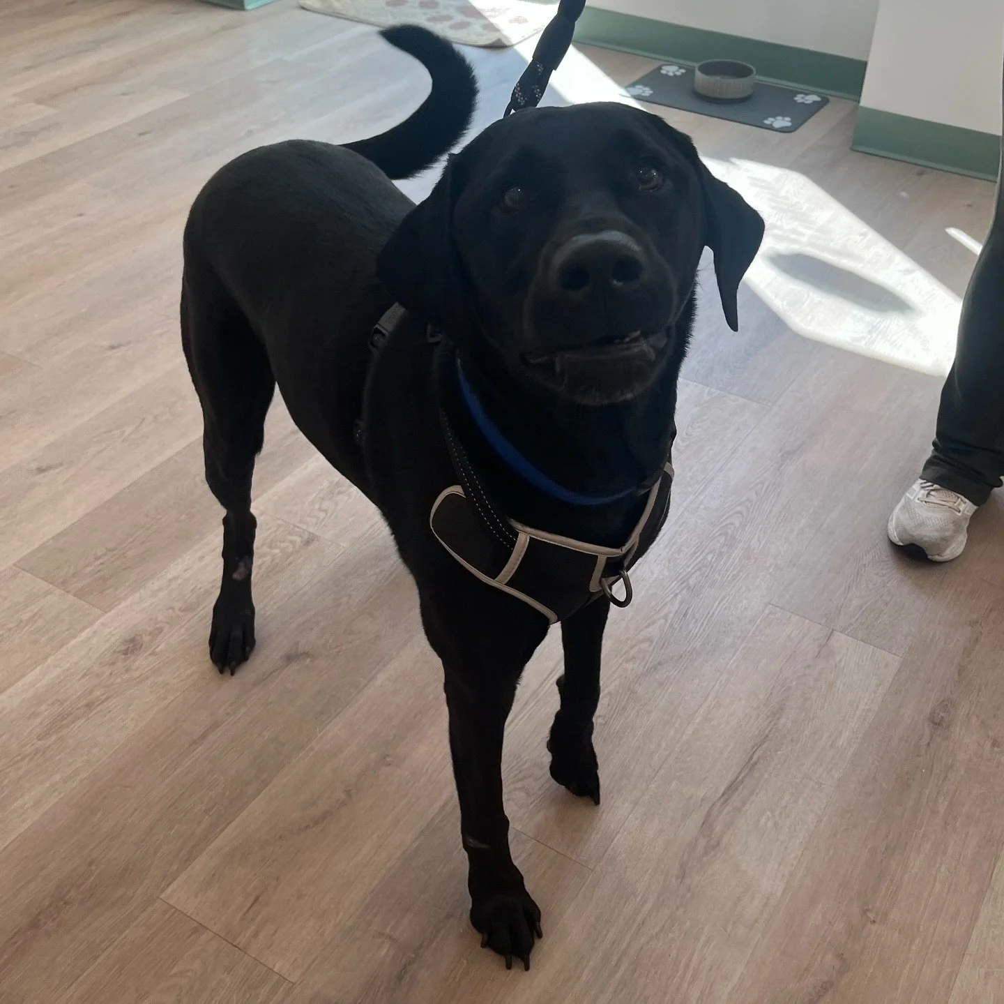 🐾 Meet Duke! This playful black Lab is boarding with us 🐶✨ He made new friends and had a blast playing with all the toys today! Such a sweetheart &mdash; we love having him here 💕
#dog #dogdaycare #dogboarding #labrador #blacklab
