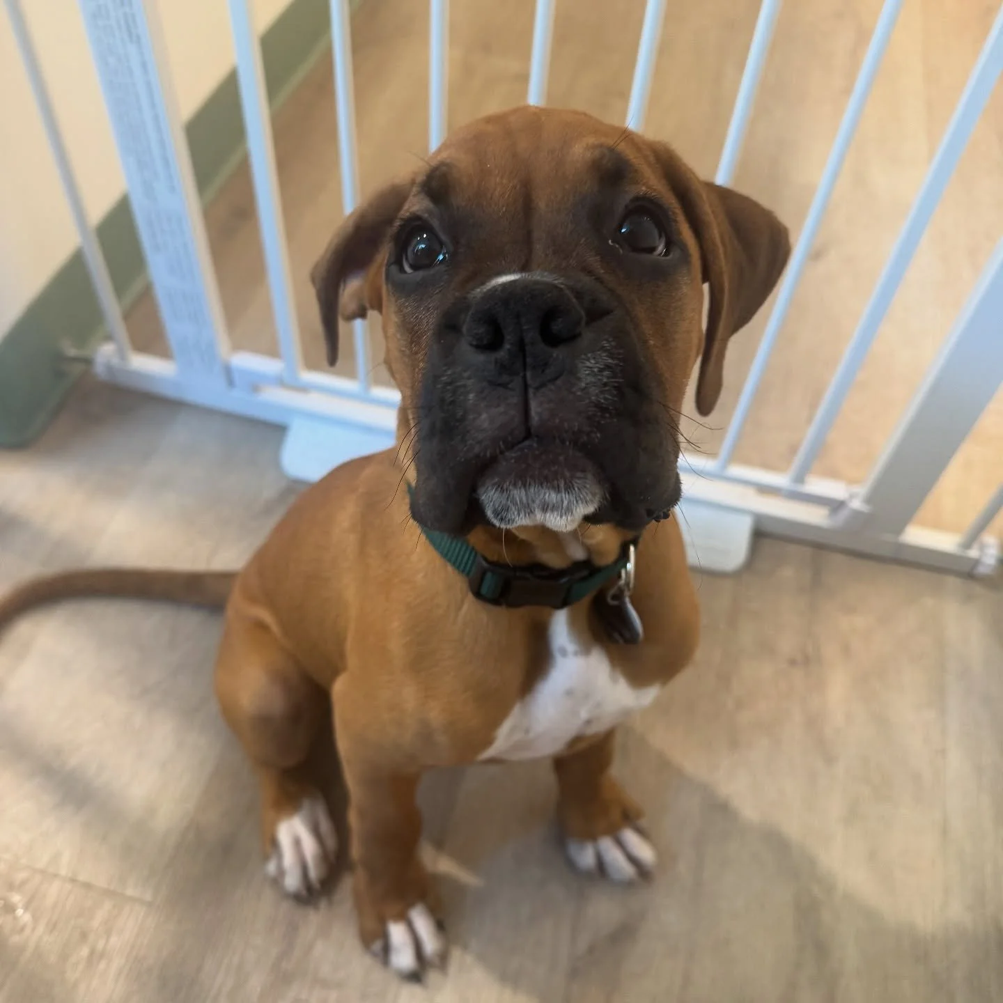 🐾 Meet Winston!! 🐶 This 3-month-old Boxer puppy joined us today and he&rsquo;s soooooo cute!! 💕 Full of puppy energy and endless wiggles &mdash; we can&rsquo;t get enough of him! 🥰
#dog #dogdaycare #boxer #chicago