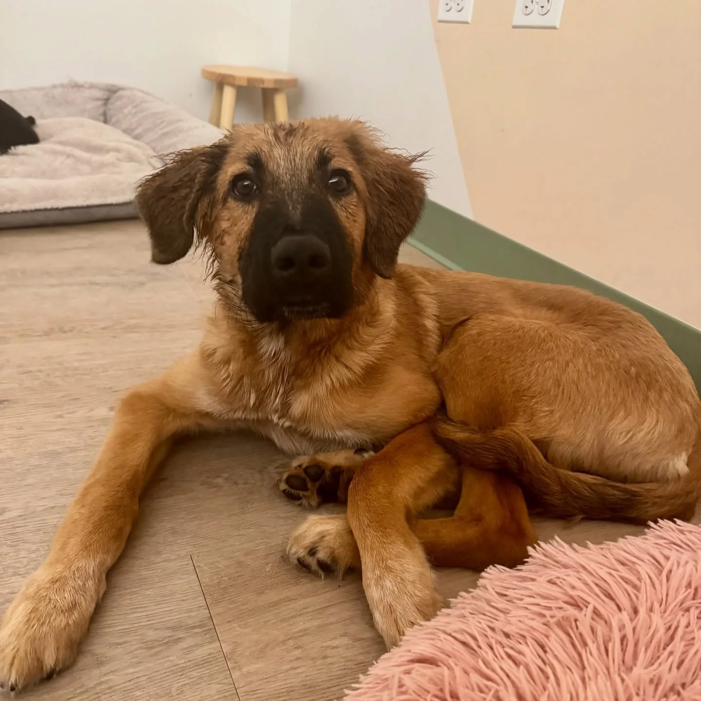 🐾 Meet Roma! This adorable 4-month-old puppy joined us for daycare today 🐶💕 He&rsquo;s so sweet and had an amazing time playing and making new friends! ✨
#dog #dogdaycare #puppy #chicago