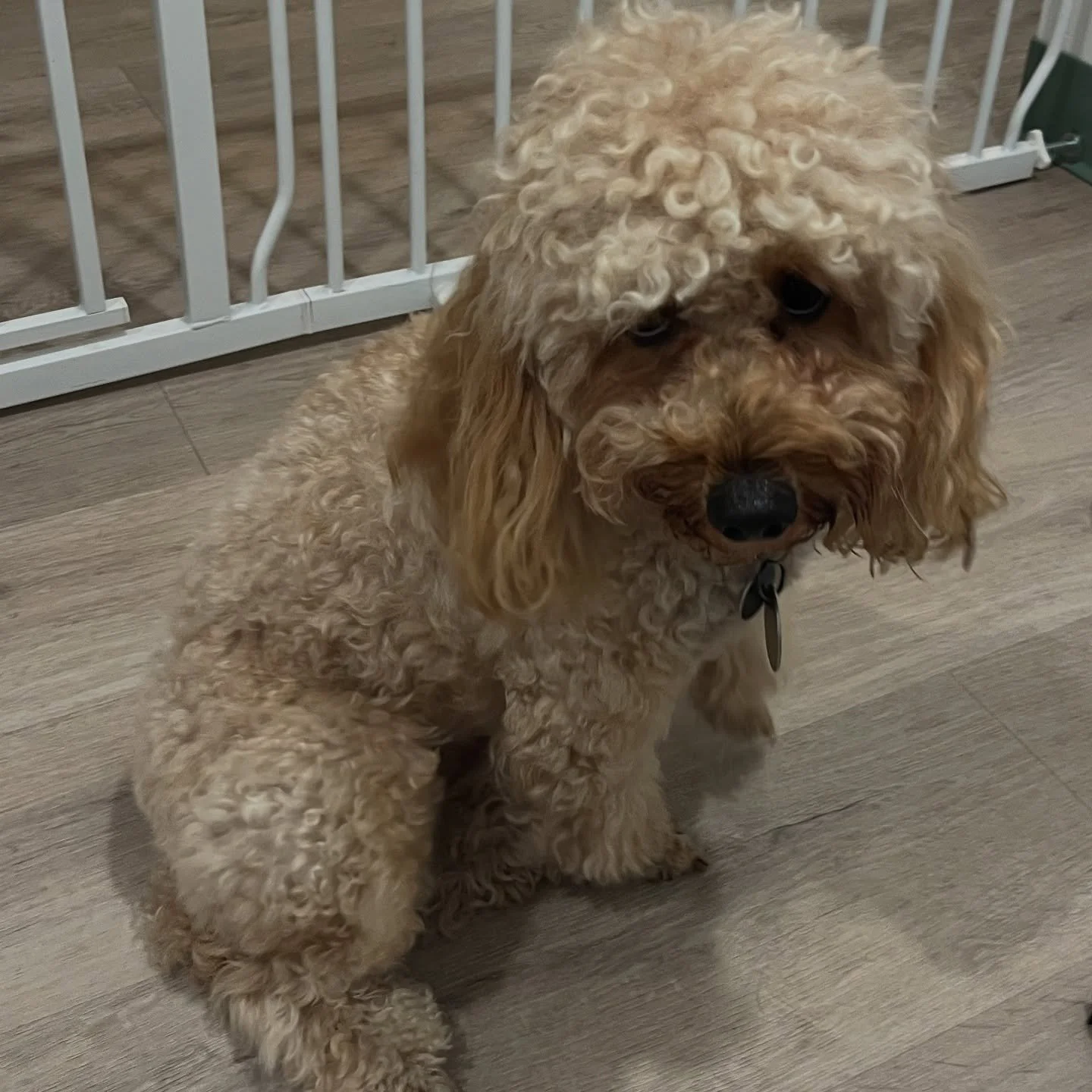 🐾 Meet Trek! This sweet little Poodle joined us for daycare and boarding 🐶💕 He was a bit anxious at first, but with lots of love and attention from our team, he quickly relaxed and enjoyed his stay! ✨
#poodle #dog #dogdaycare #dogboarding #chicago
