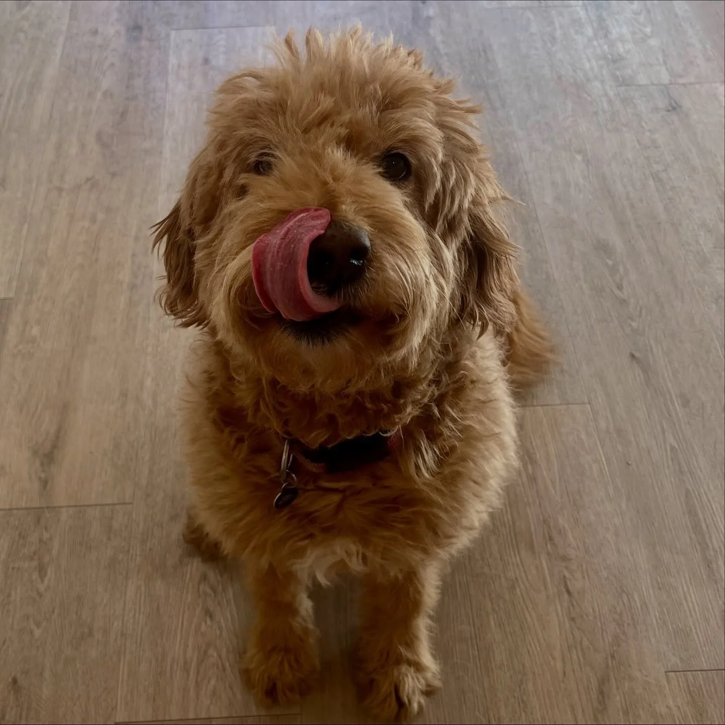Meet Terra! This 7-year-old Goldendoodle joined us for daycare today. She&rsquo;s so calm, sweet, and just the best! 🐾💛
#dog #dogdaycare #goldendoodle