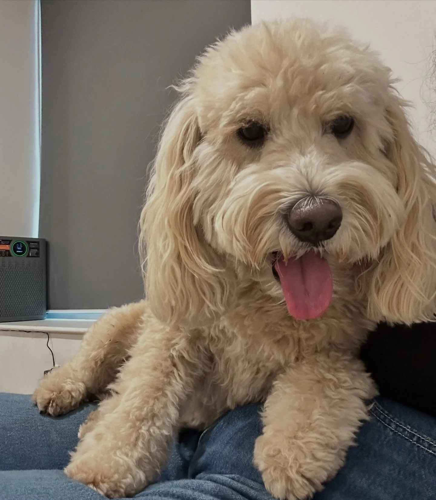 Meet Bella! This 5-year-old Goldendoodle is the sweetest girl at daycare. She loves sitting on our daycare attendant&rsquo;s lap and soaking up all the attention and love! 🐾💛
#daycare #goldendoodle