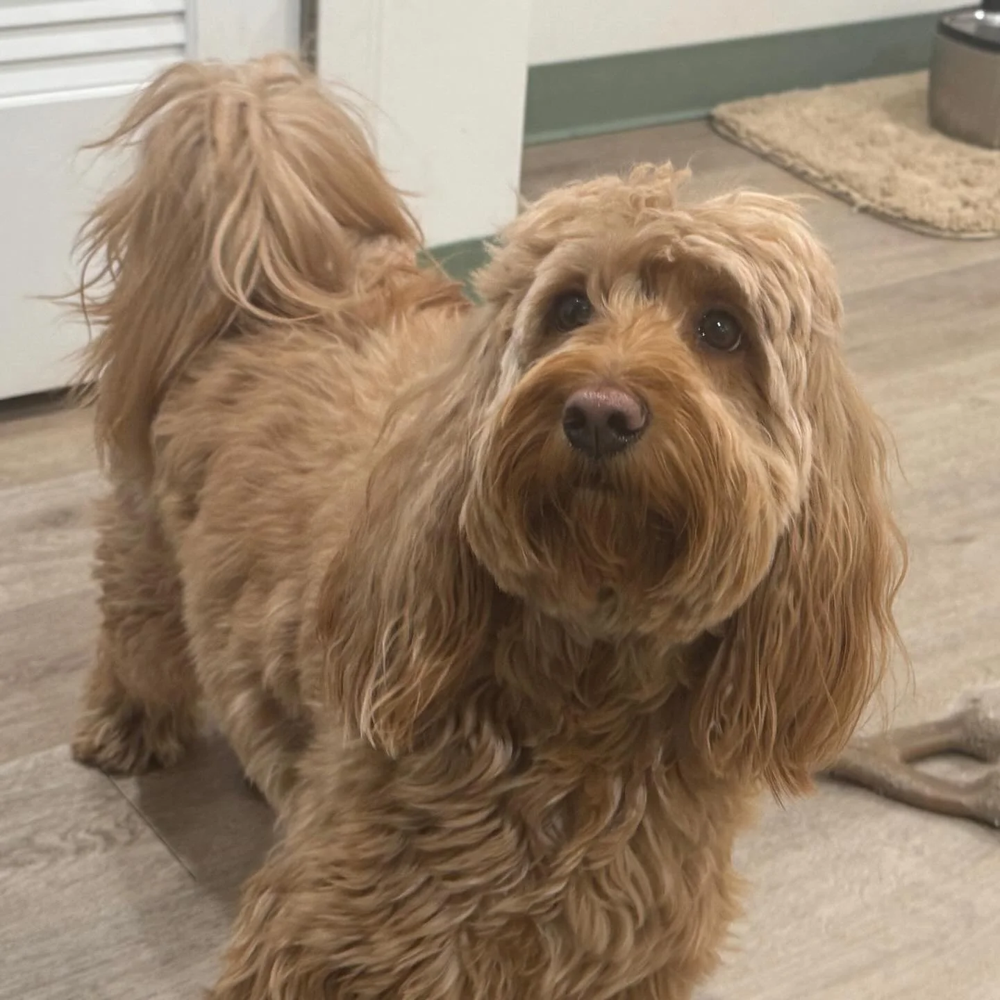 Meet Ginger!❤️ A beautiful golden doodle that came in with her brother for a groom a little while back- she loved it so much she came back for daycare! So cute 🥰✨

#doggrooming #doggiedaycare #dog #dogs #smallbuiness